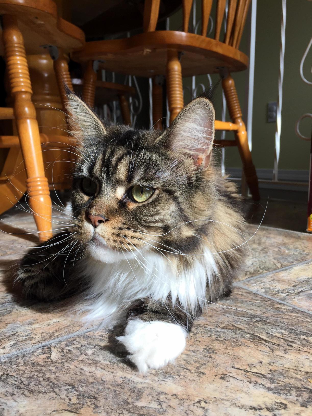 Cat in the Sun.