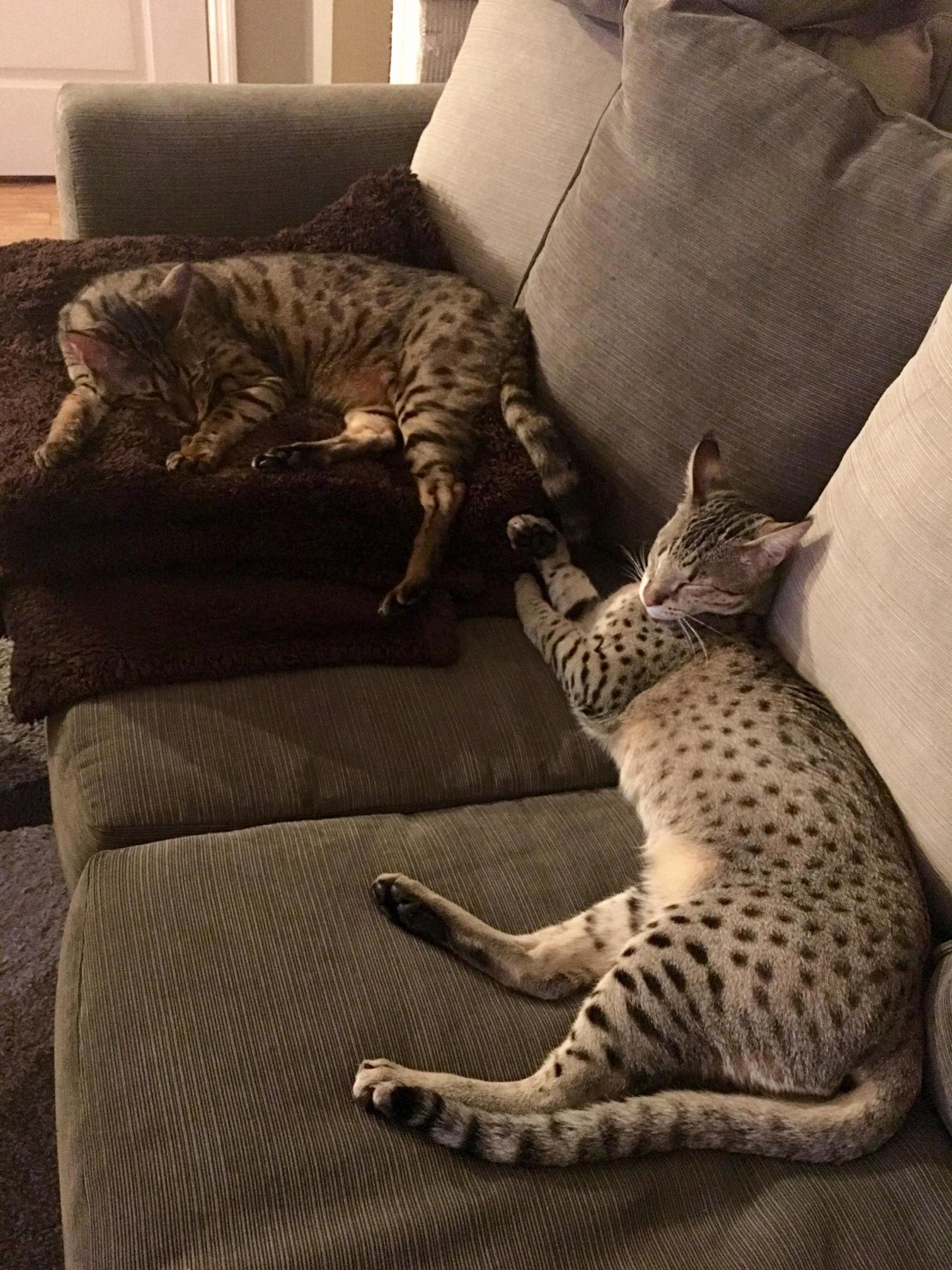 Cat Nap