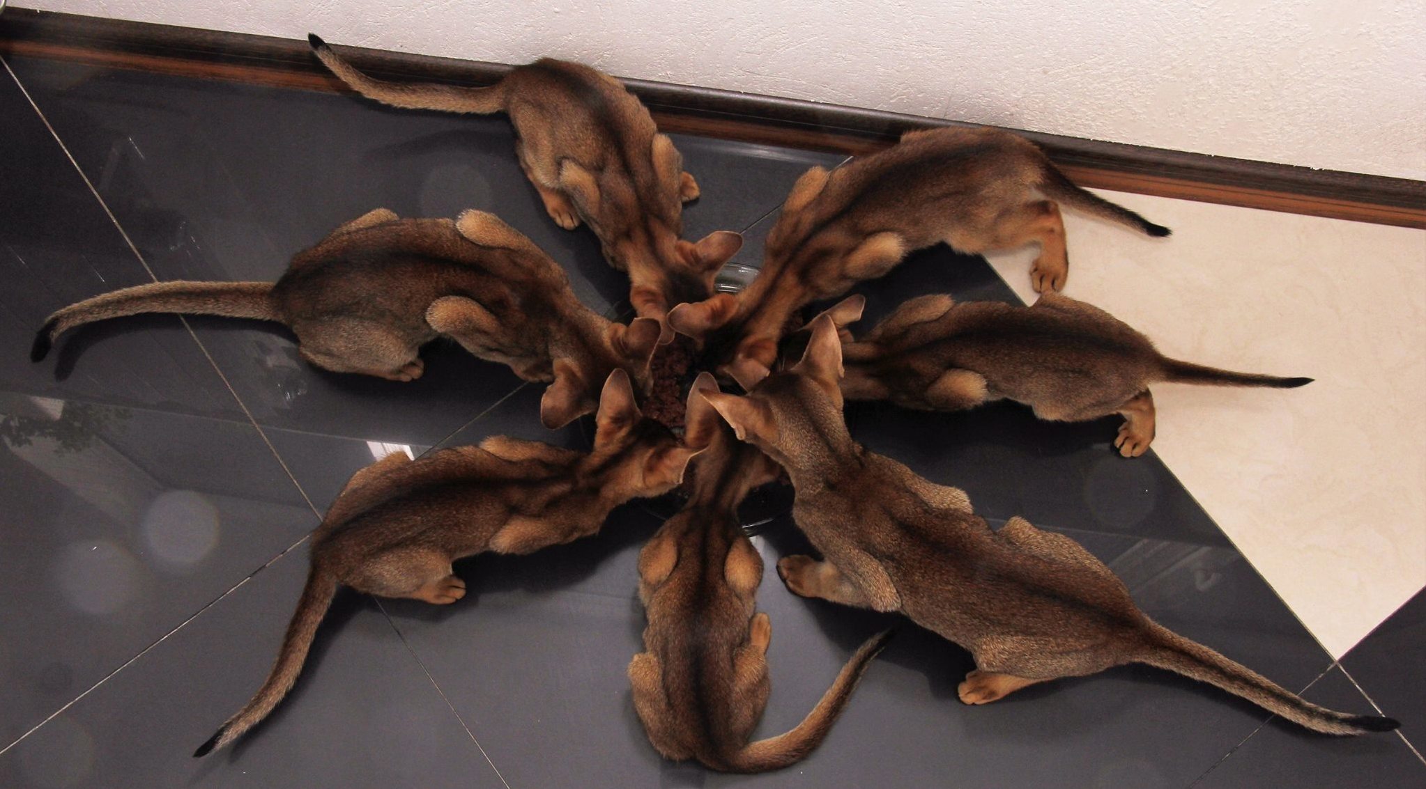 Cat Spider