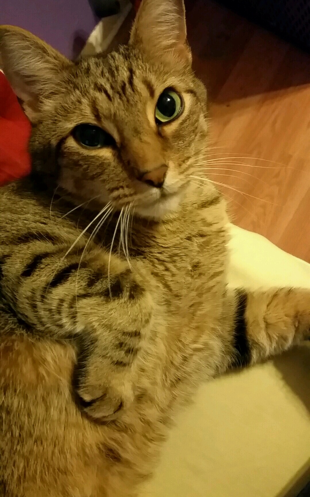 Cat.