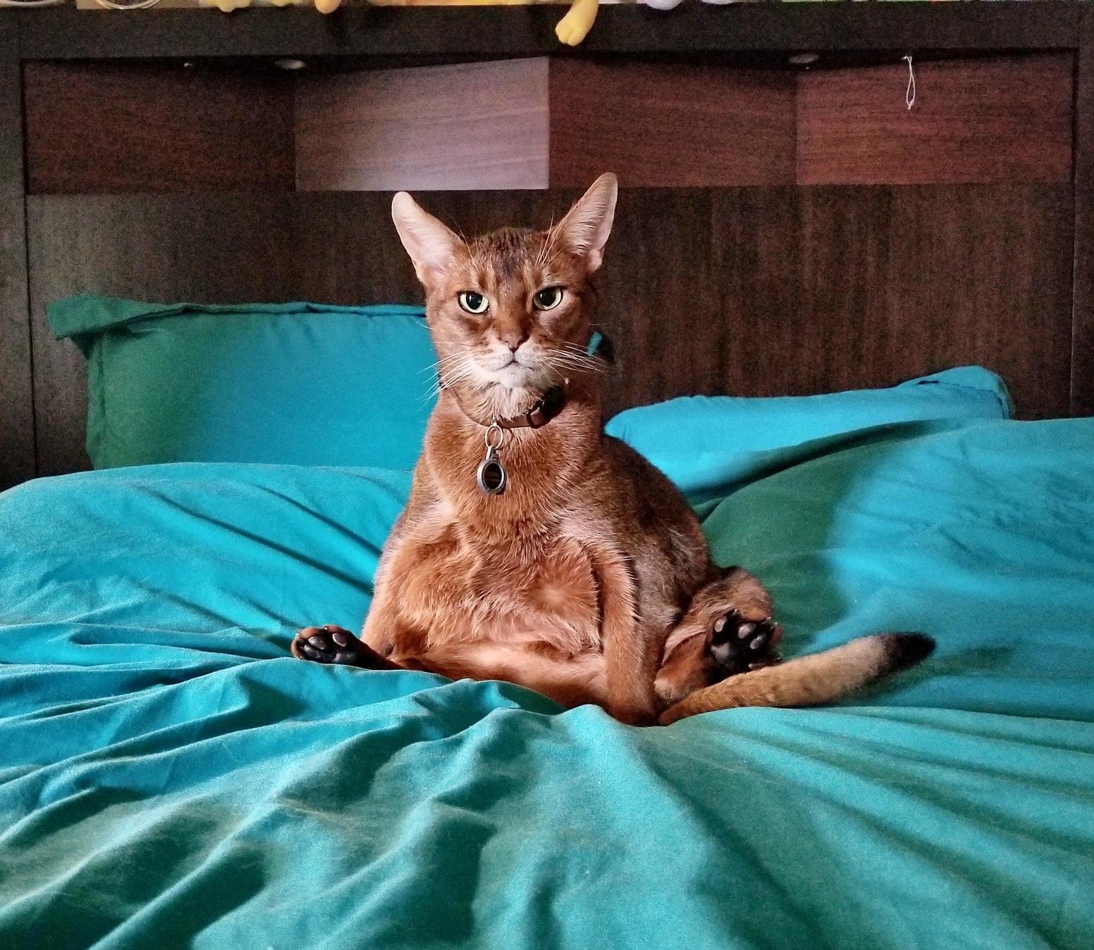 Catbuddha