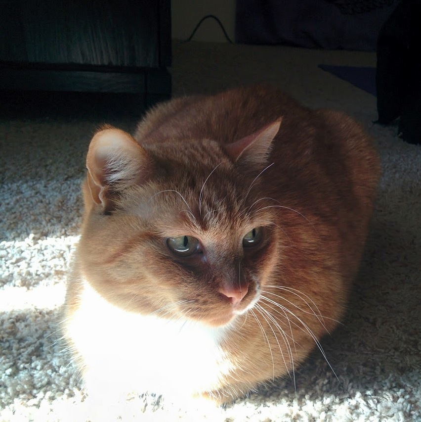Catit Food Tree Question Photos of My Pumpkin Loaf