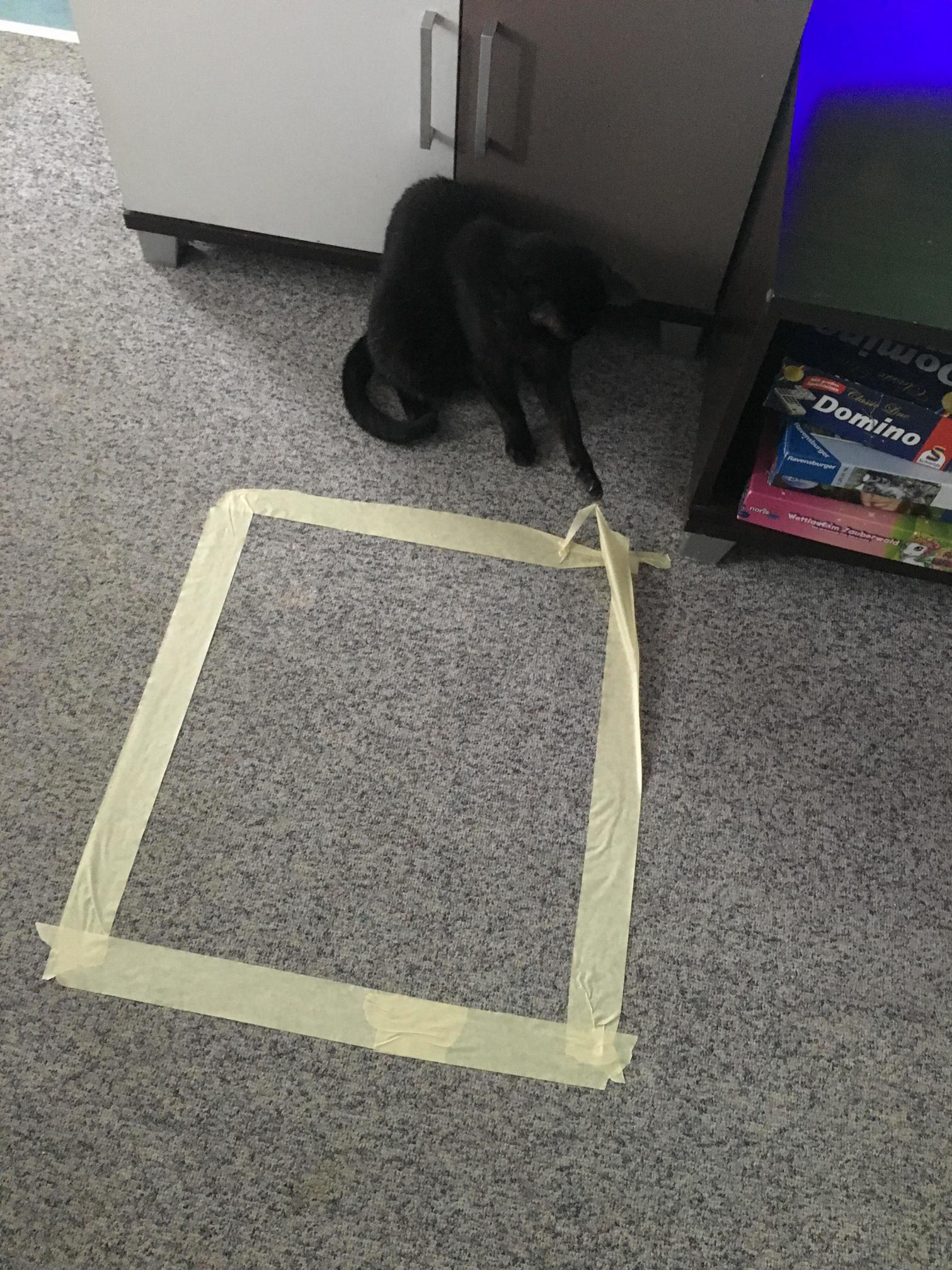 Cats Will Sit in Any Shape on the Floor They Said. It Was All a Lie