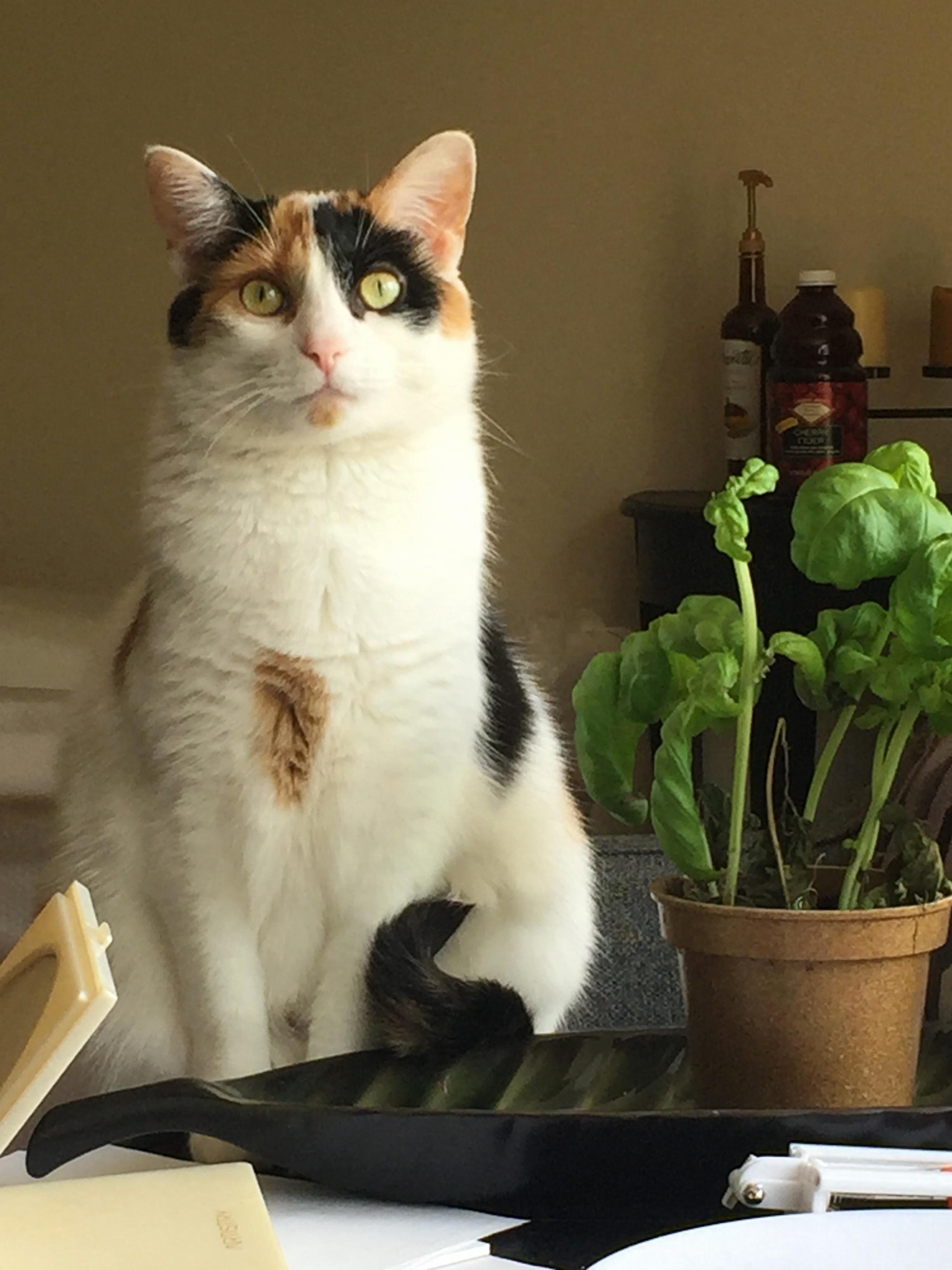 Catto Has Been Sitting There Staring at Me Like This for the Past 10 Minutes. Send Help