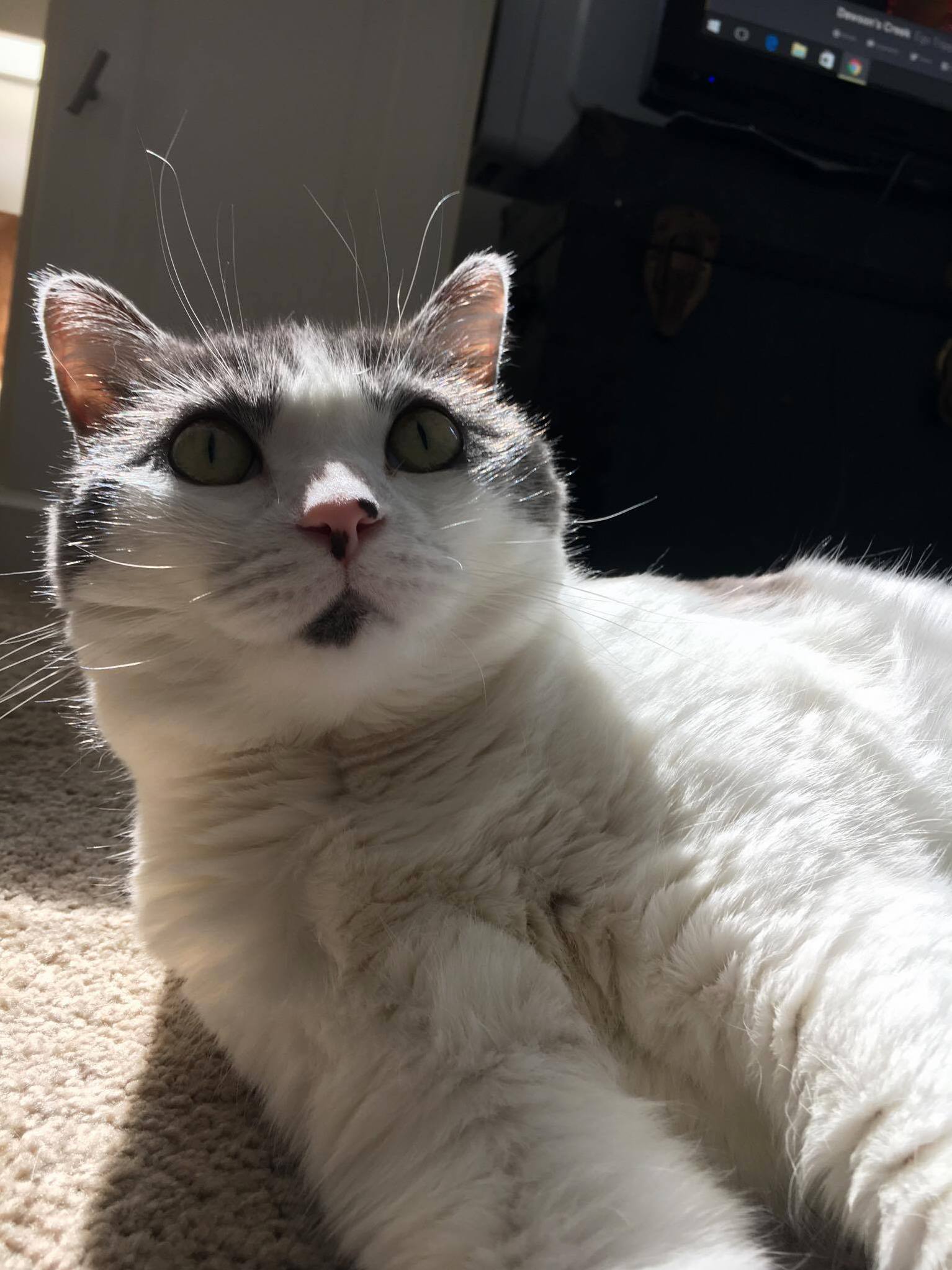 Caught Magnolia Having an Existential Crisis