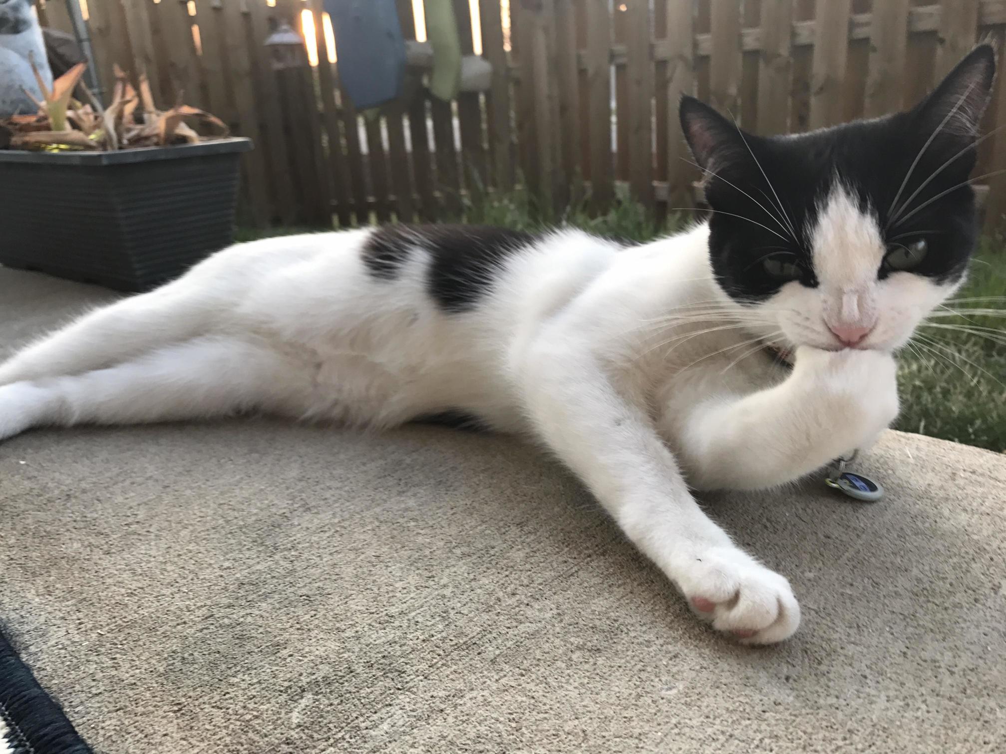Caught My Cat Looking Real Mean