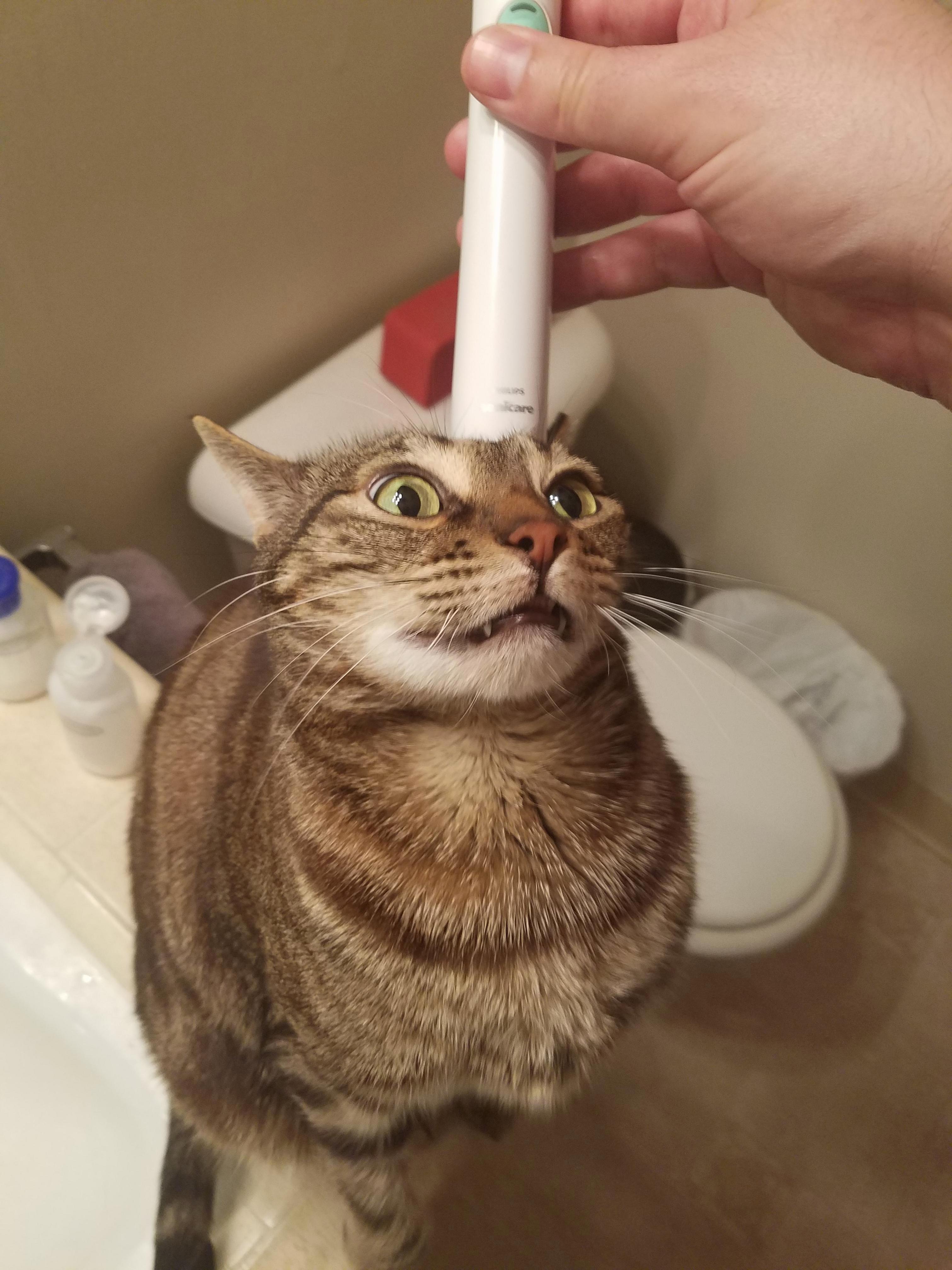 Certified Derp Face