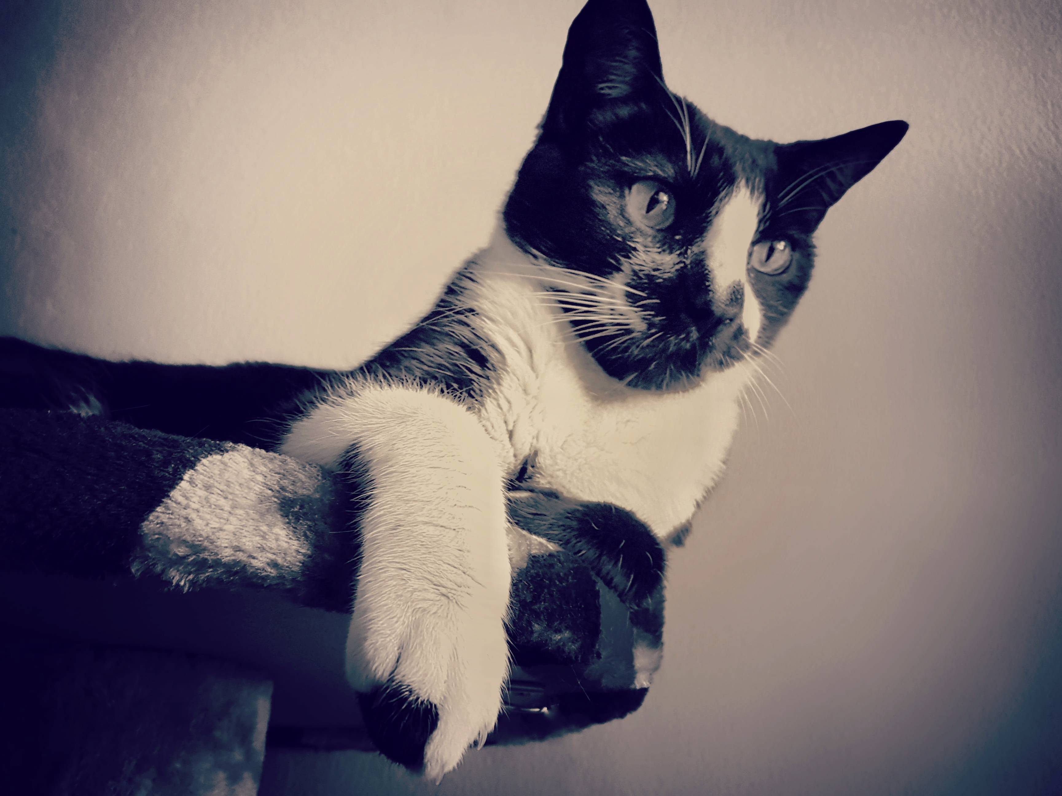Chillin on His Cat Tree Throne Looking Down on Us.