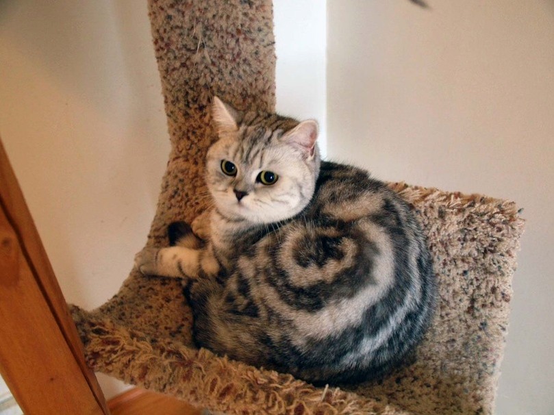 Cinnamon Roll Cat