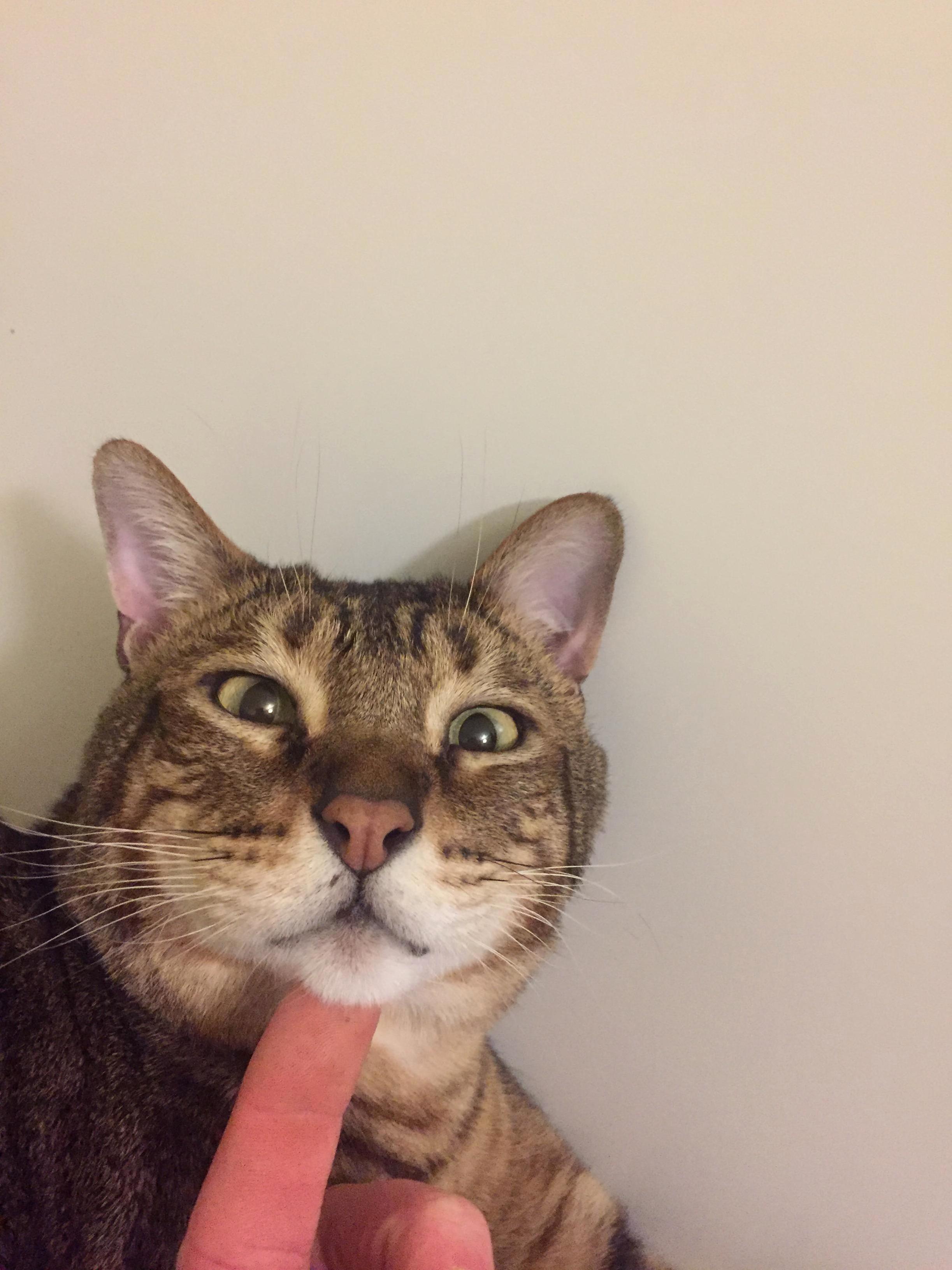 Cody Mid-chin Scratch