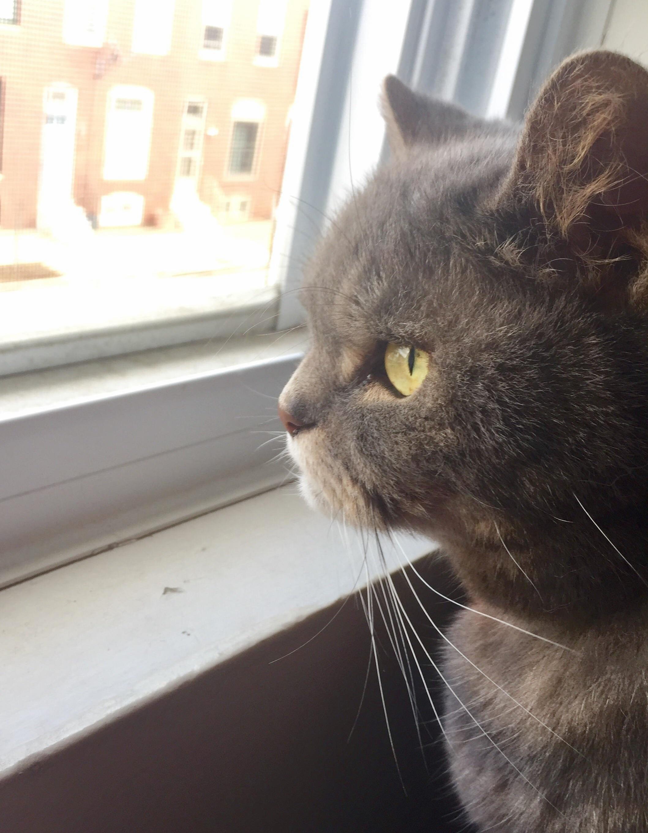 Construction Commotion Outside... 1 Guard Cat Stella Took Her Post