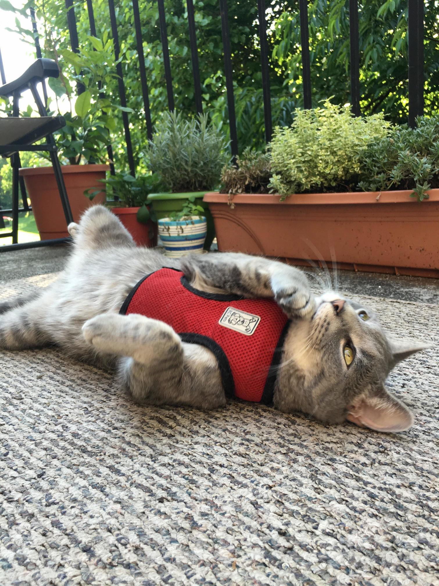 Contemplating Kitty Things.