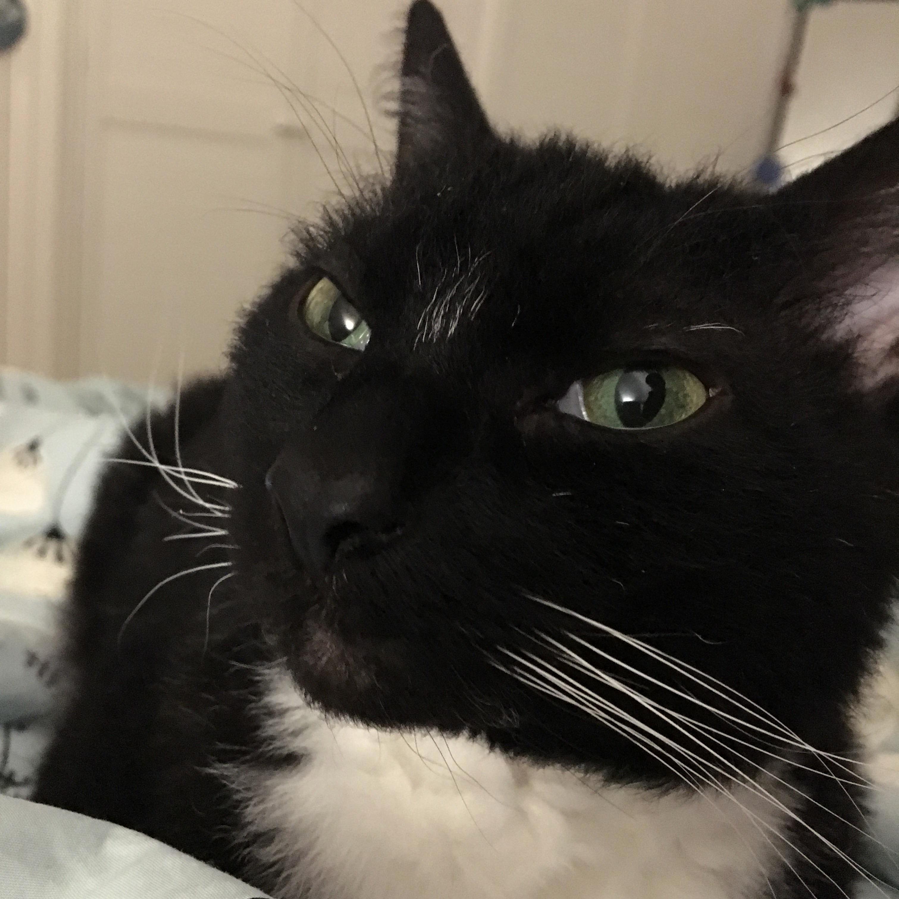 Contented Cat