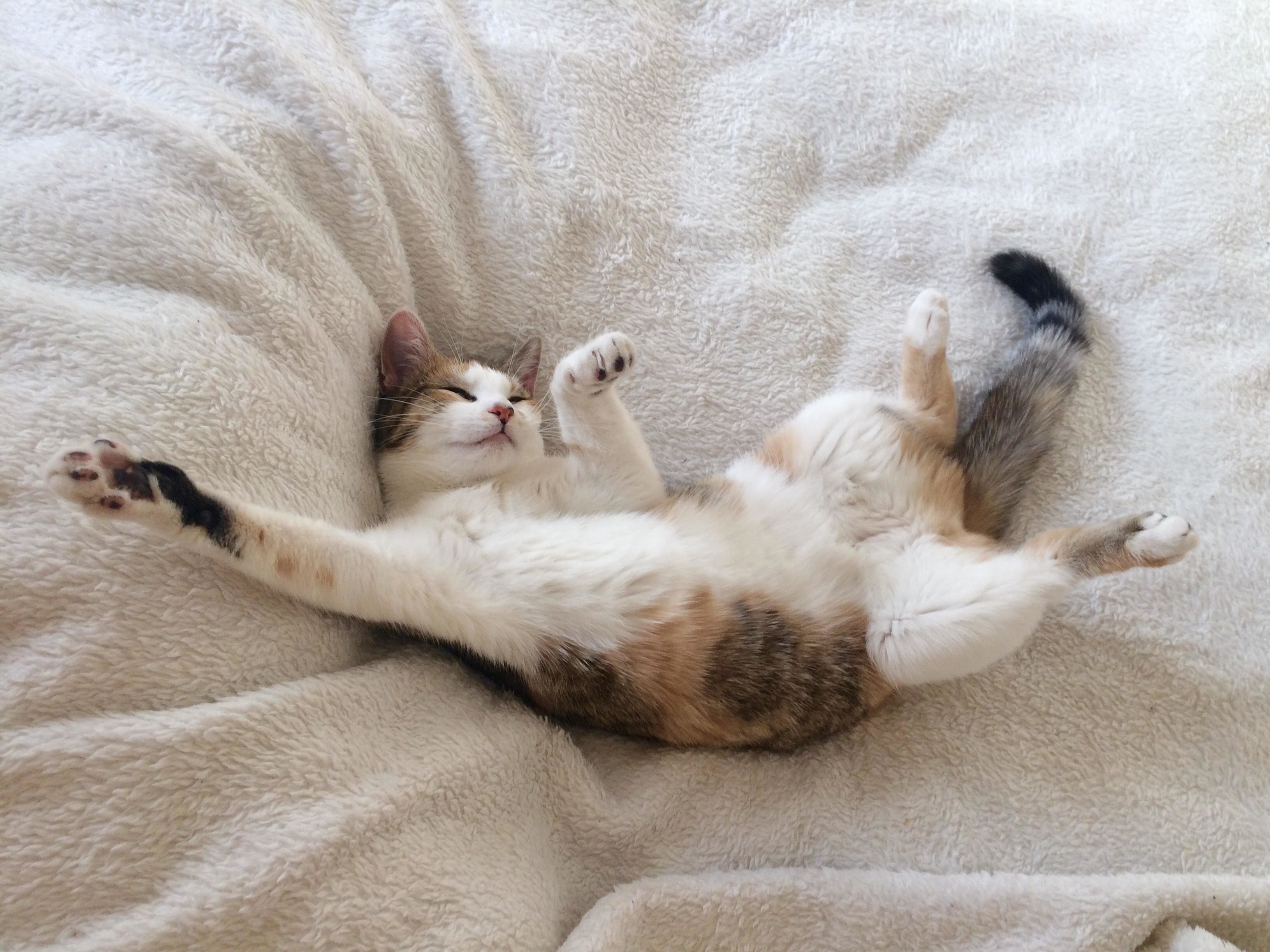 Cookie Doesnt Do Mondays