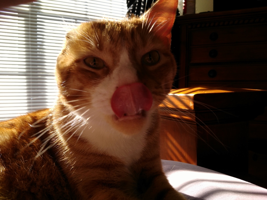 Creame the One Eared Wonder Cat
