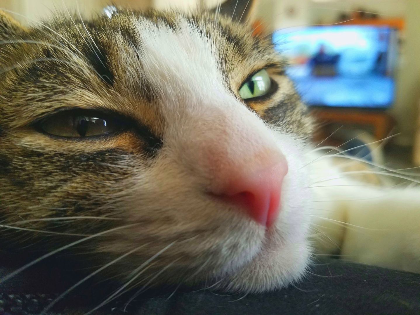 Cuddly Middle Aged Jerkface