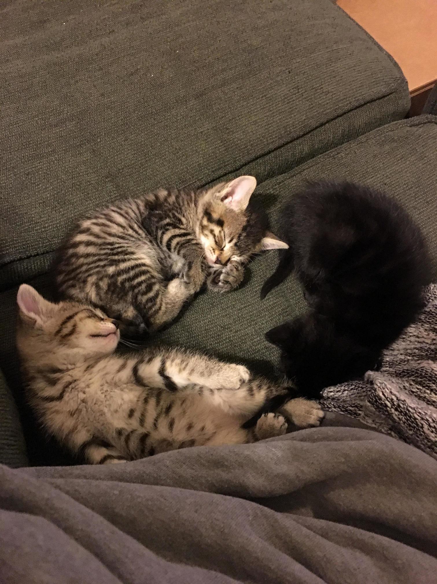 Currently Have Been Taking Care of What Was 4 Feral Kittens but Now Is Only 2 Due to 2 Finding Homes. I Have a Few Questions Regarding the Ones Im Currently Caring For.