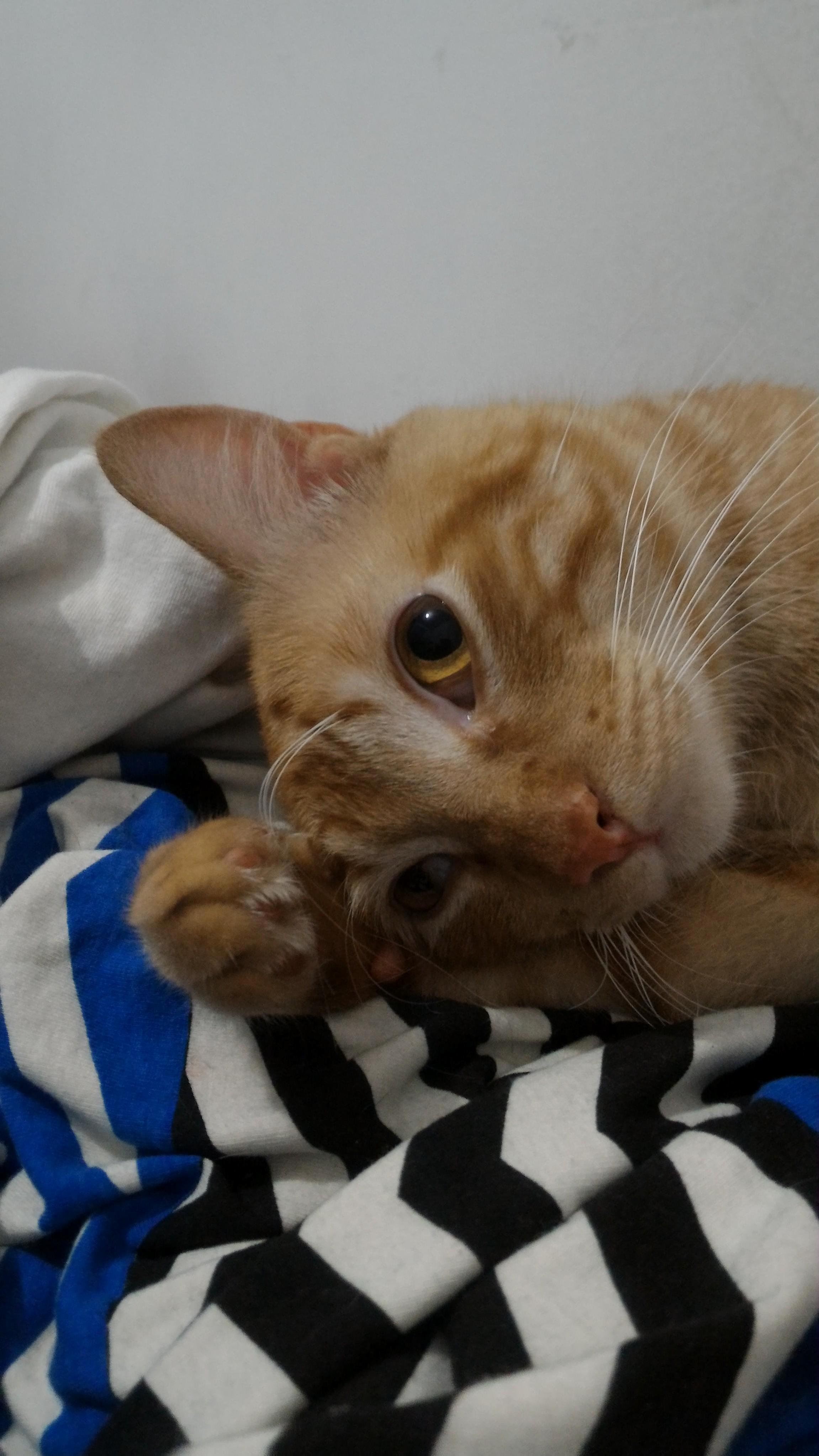 Cute Mr Pancakes