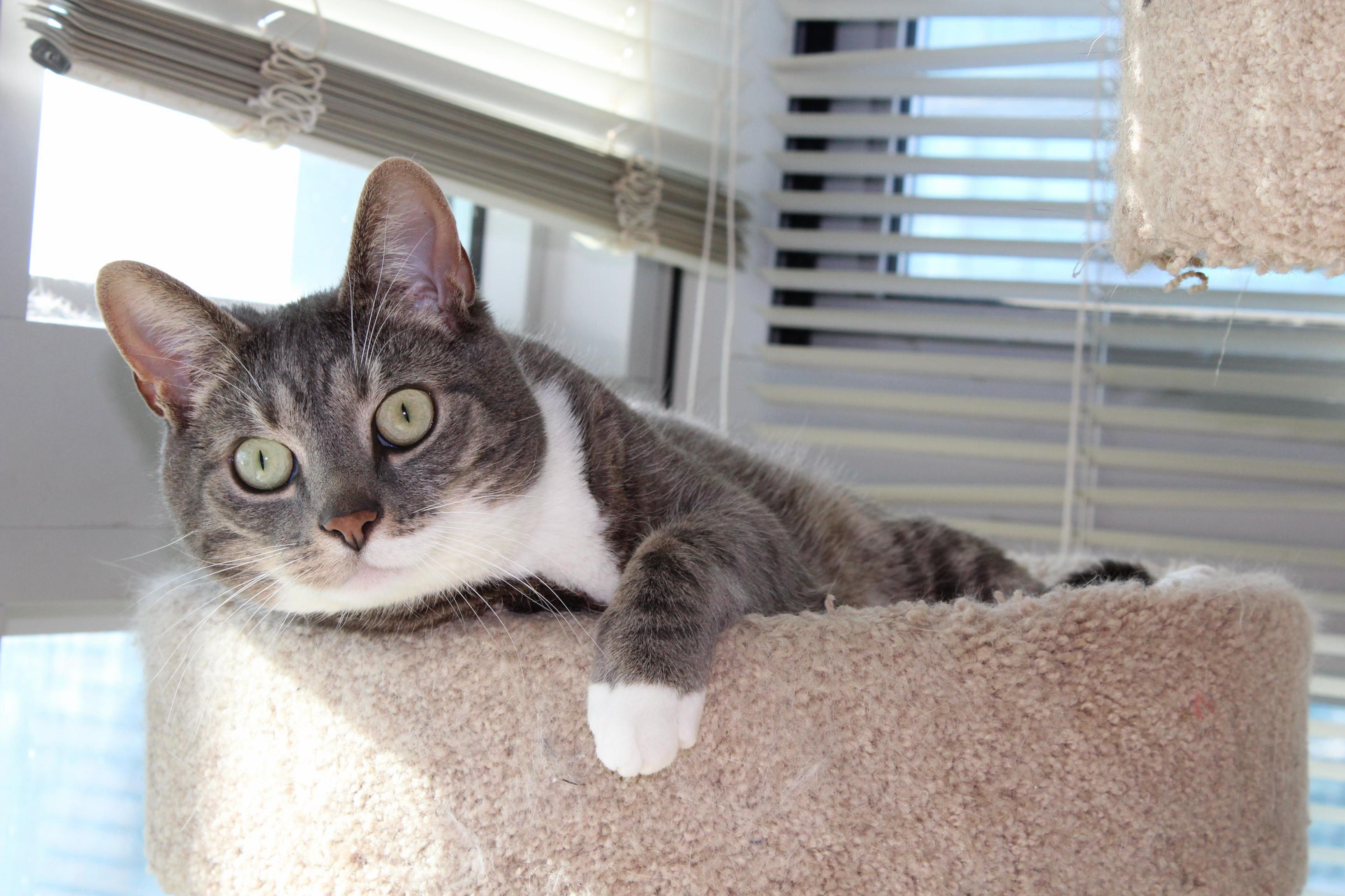 Darcy Enjoying a Sunny Cat Tower