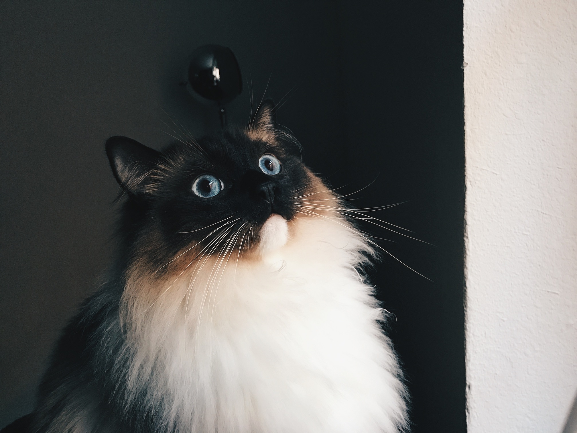 Derpimus Maximus