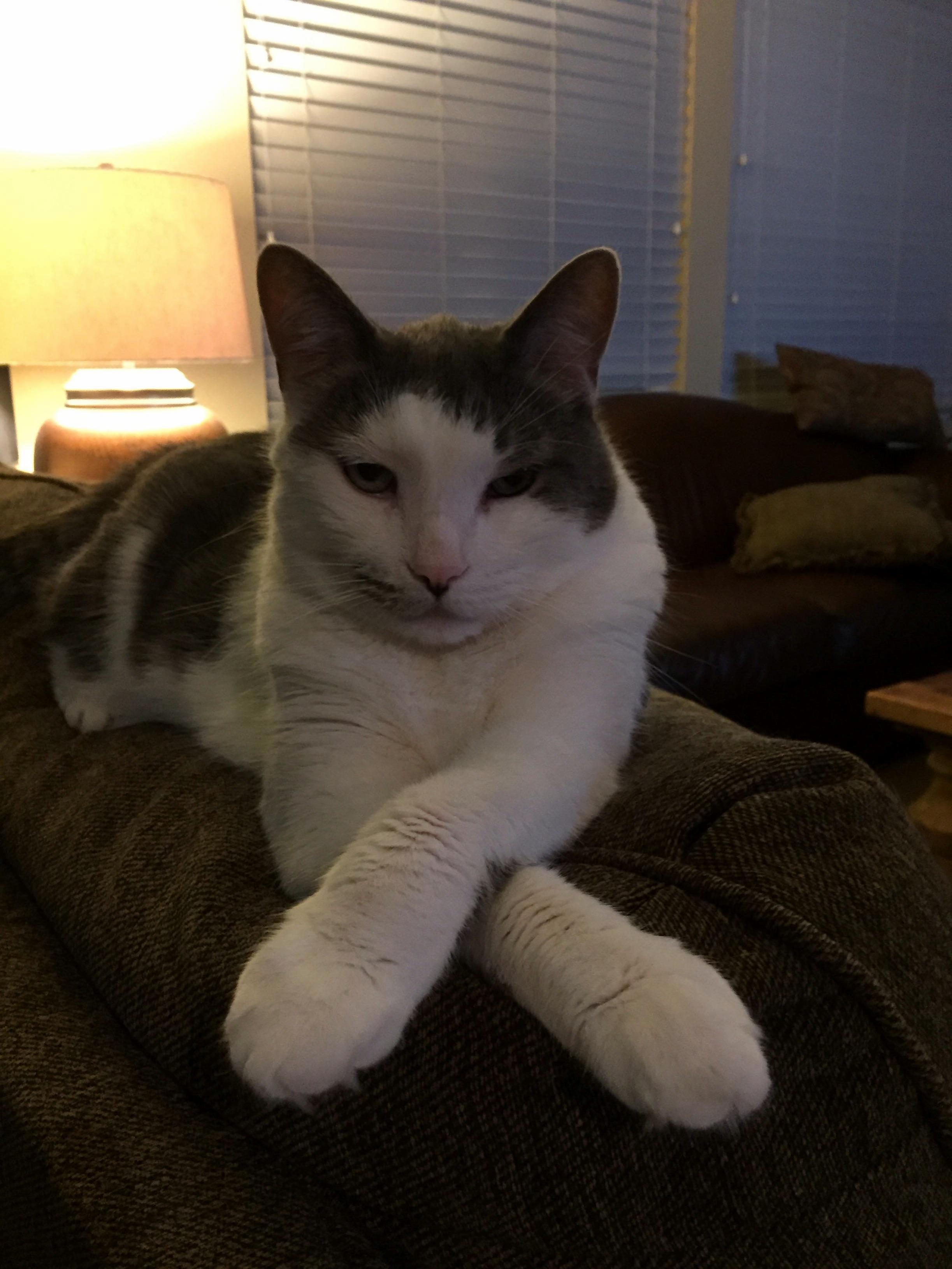 Dexter Is Relaxing