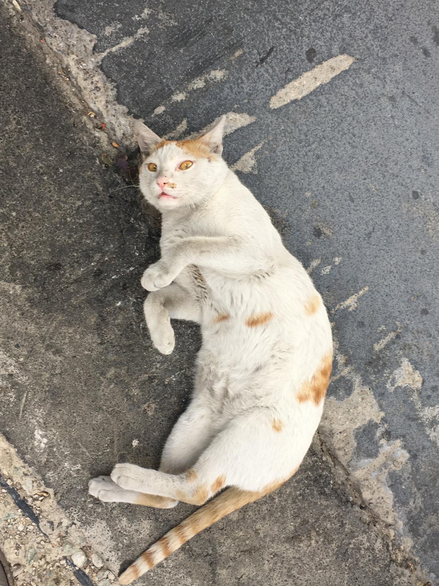 Did You Just Touch My Belly Hooman