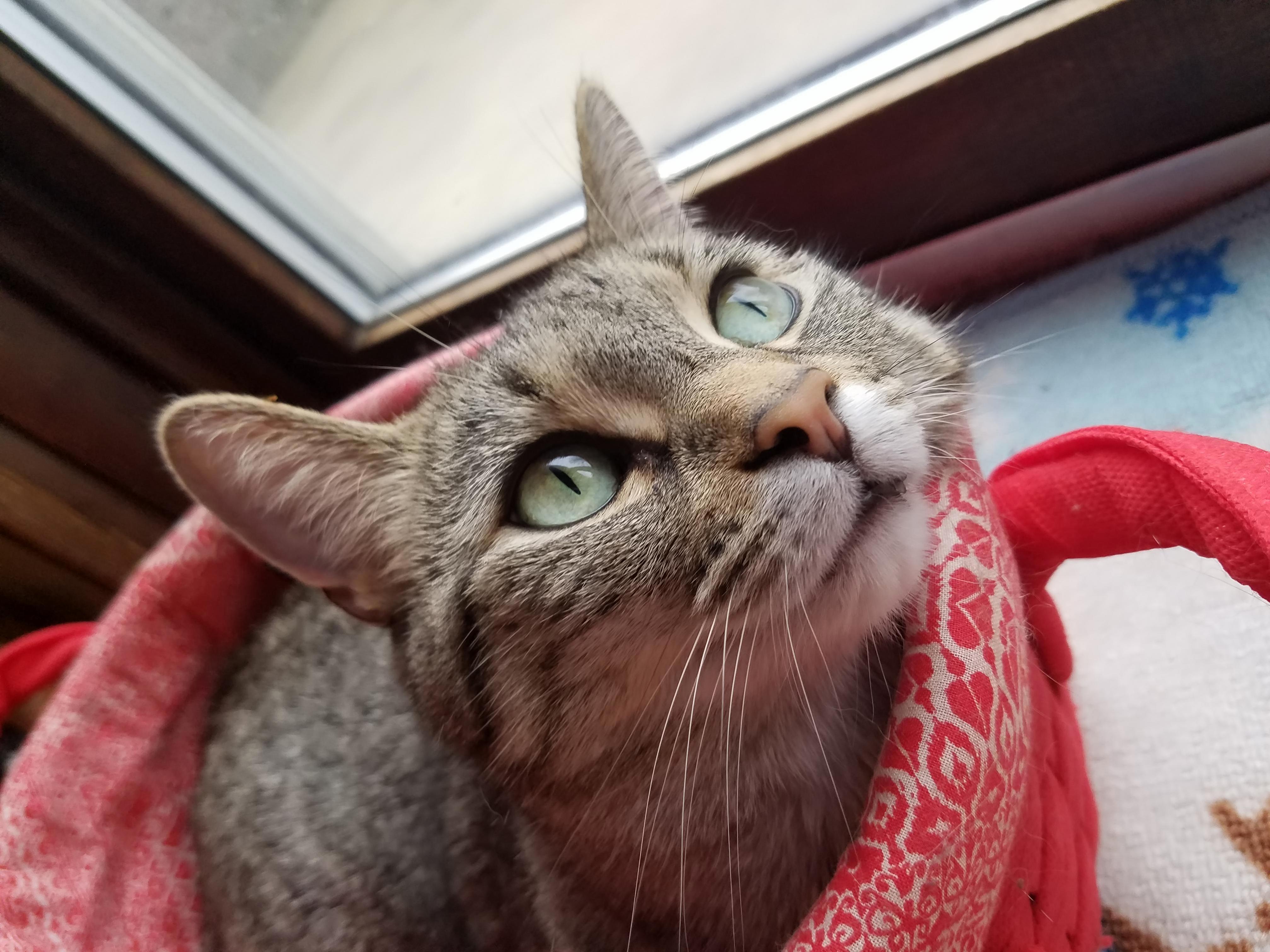 Divad Loves Her Basket