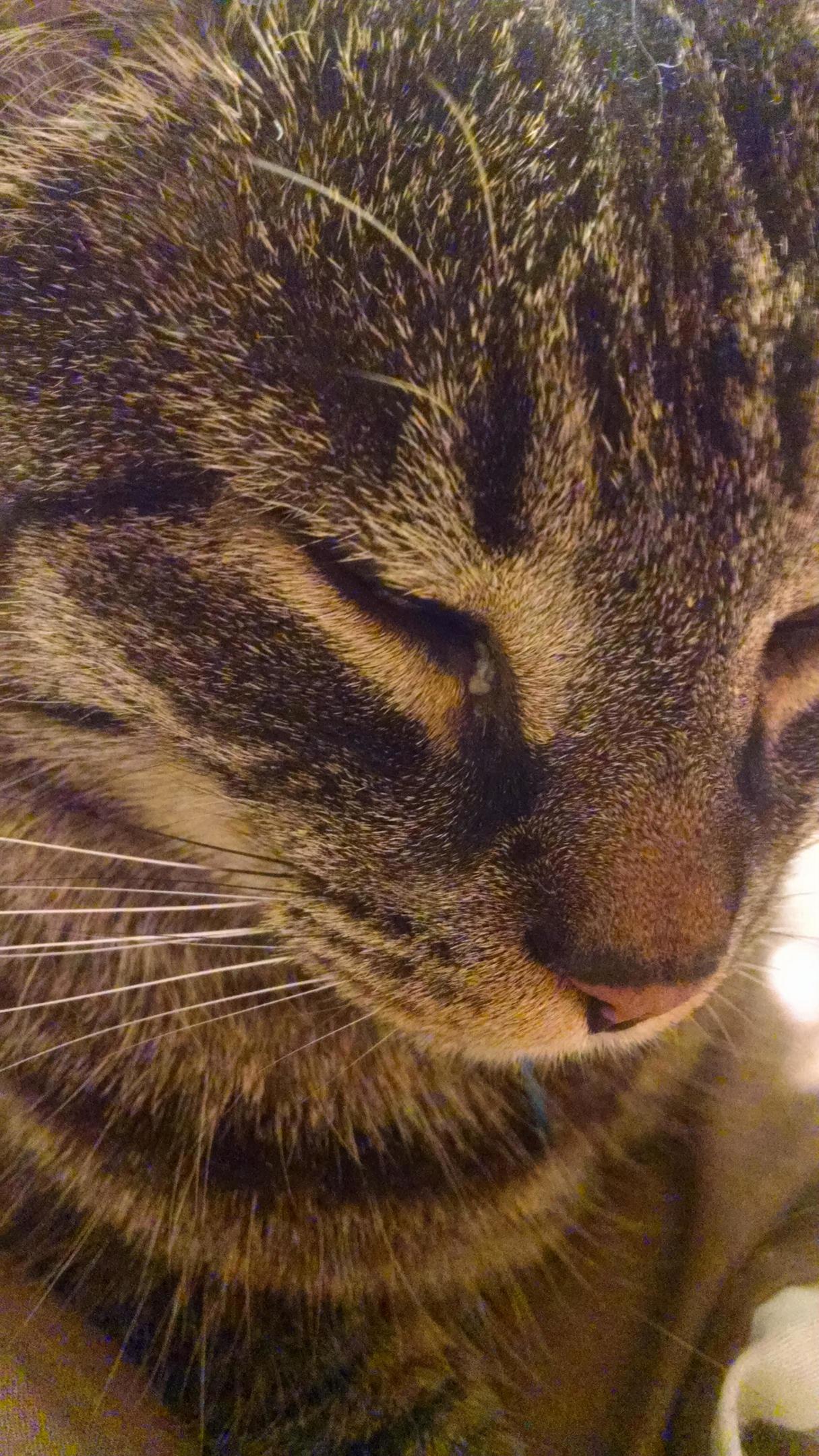 Does Anybodys Cat Have Seasonal Allergies