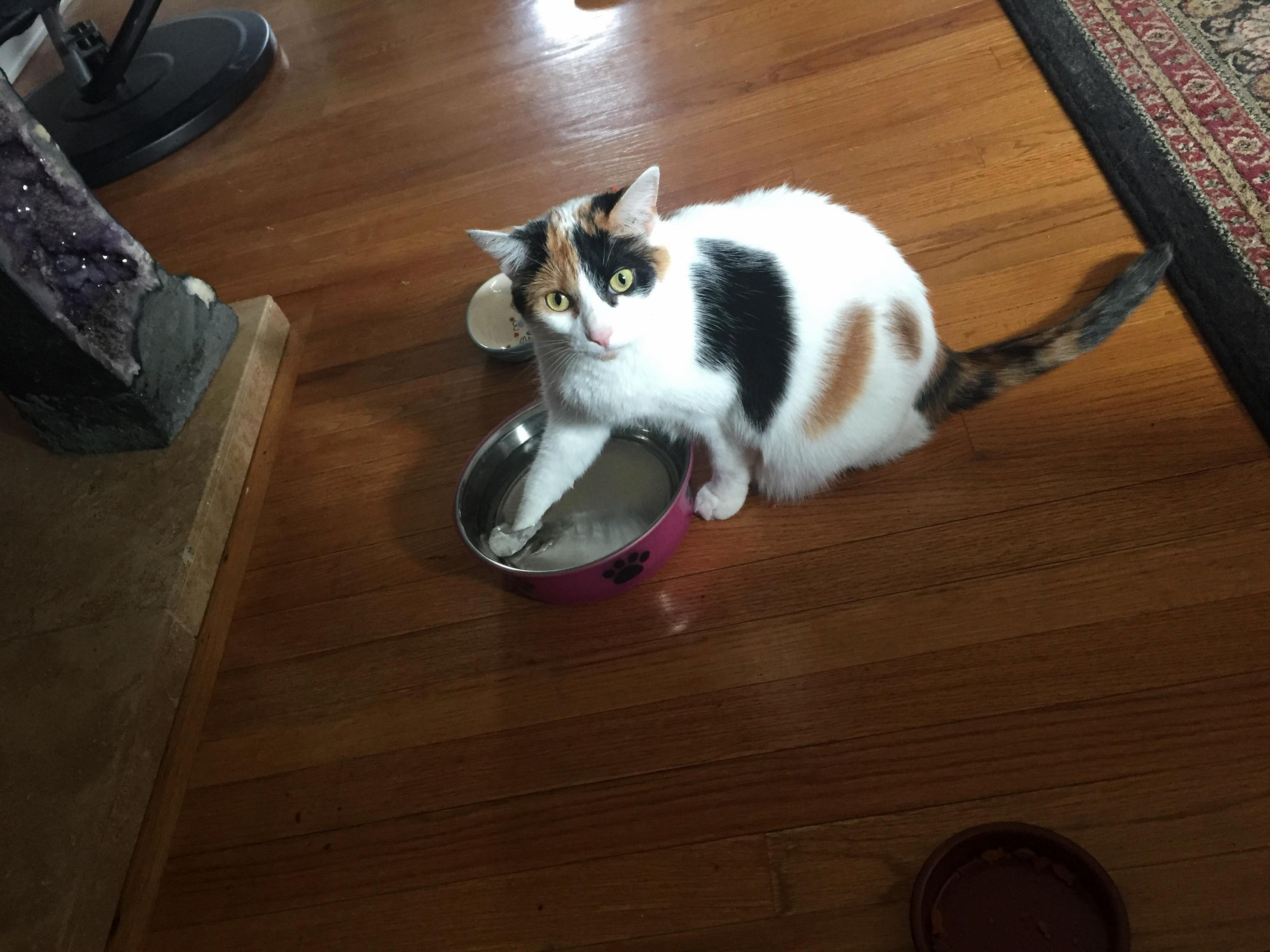 Does Anyone Elses Cat Ever Just Chill While Their Paw Goes for a Swim in the Water Bowl