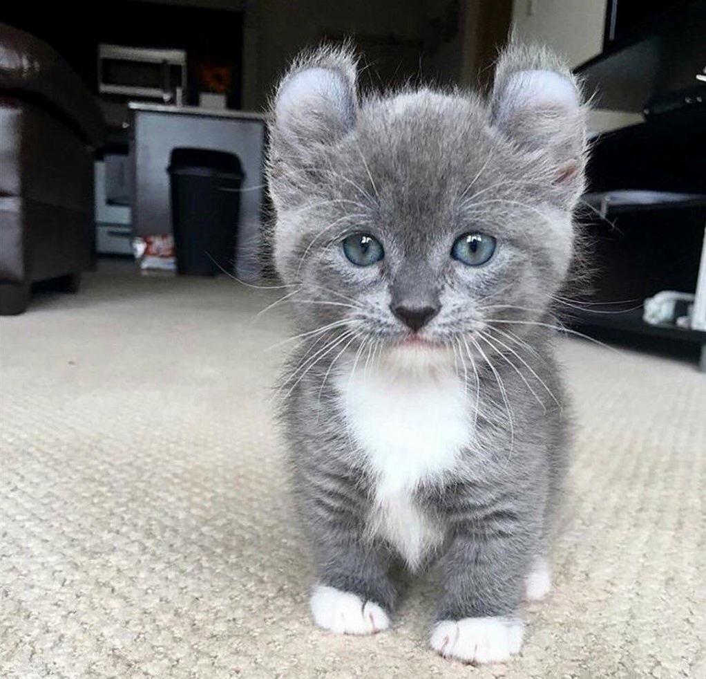 Does Anyone Have an Idea of What Kind This Cat Belongs to