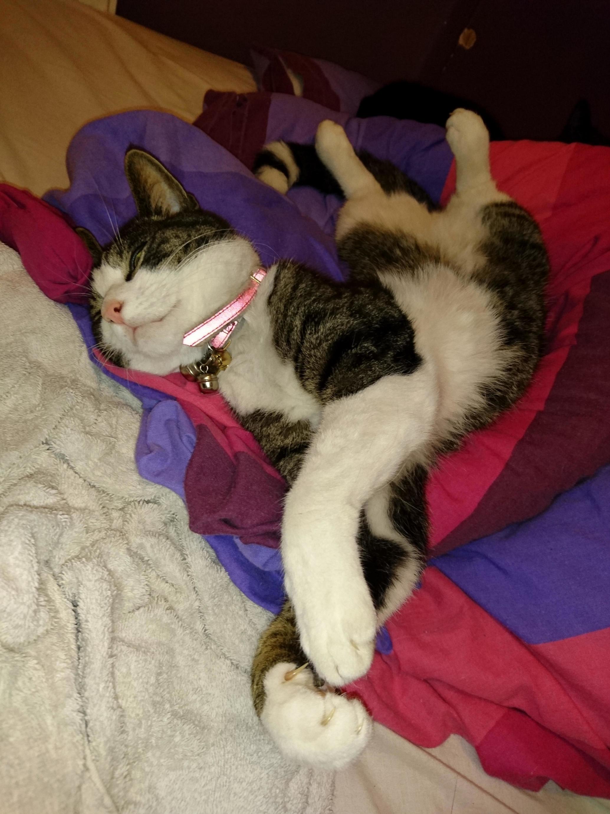 Doodle Sleeping Simultaneously on His Front and Back