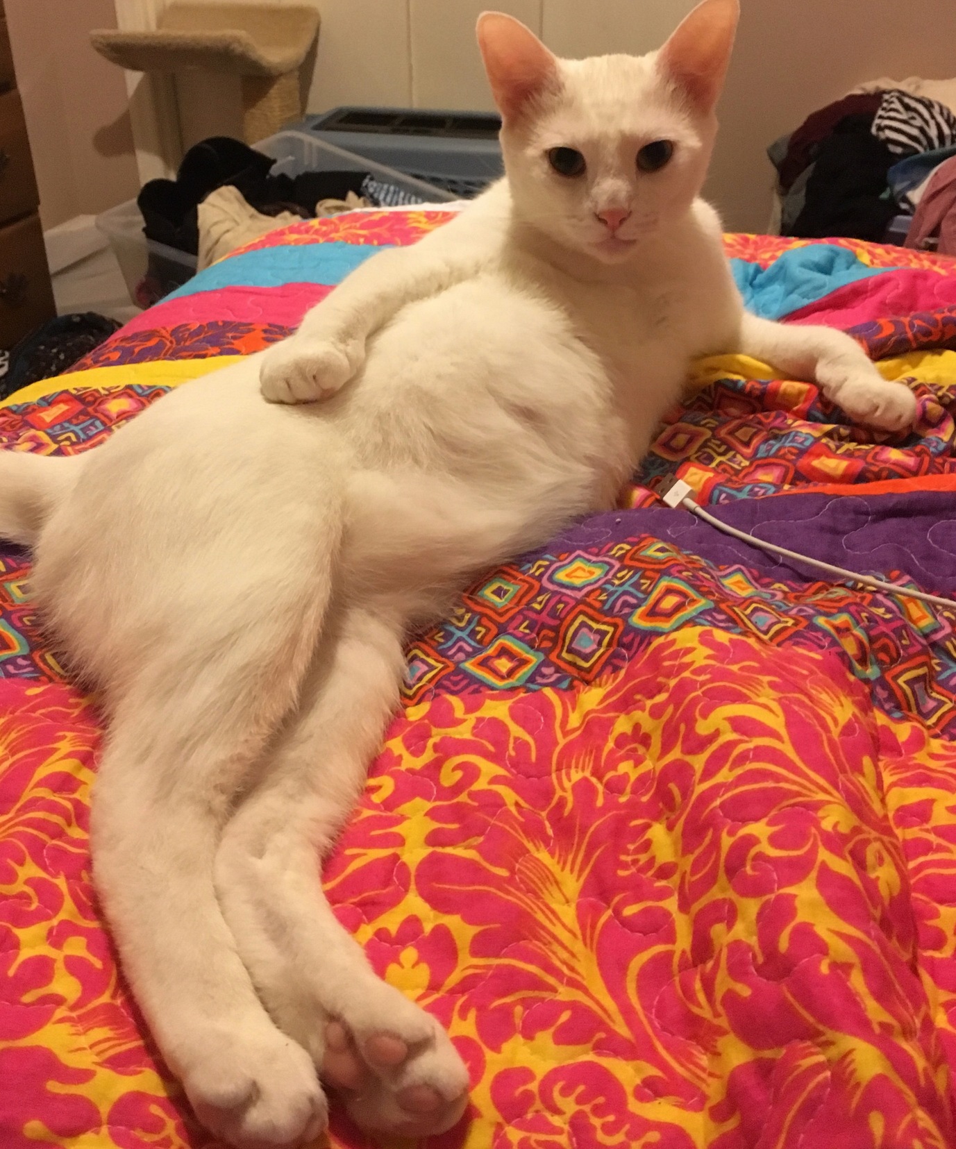 Draw Me Like One of Your French Cats.
