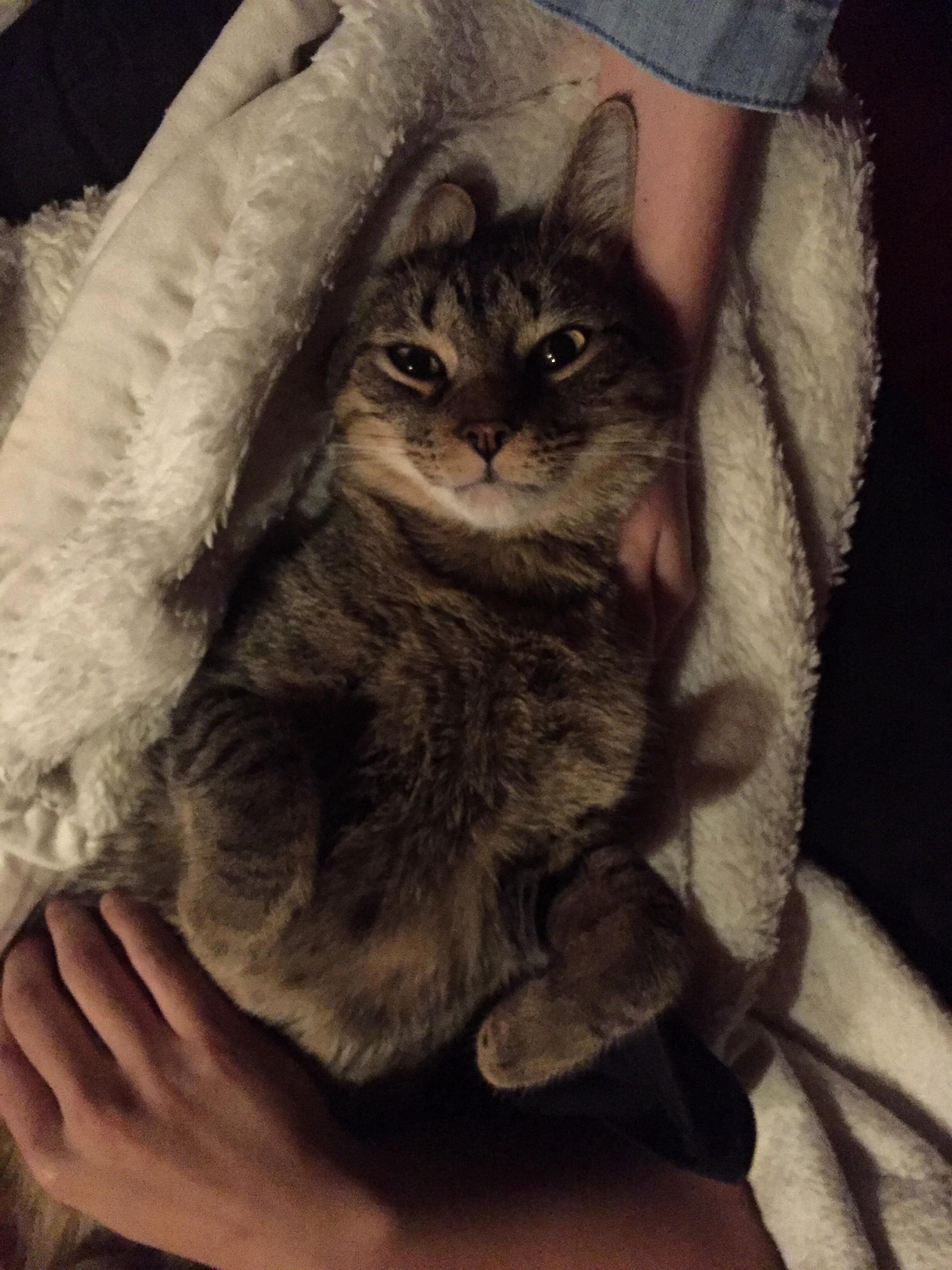 Easter Kitty