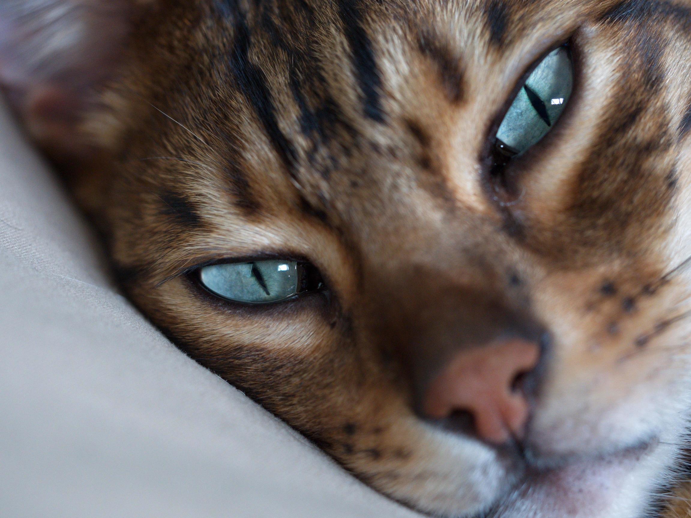 Emerald Eyes.