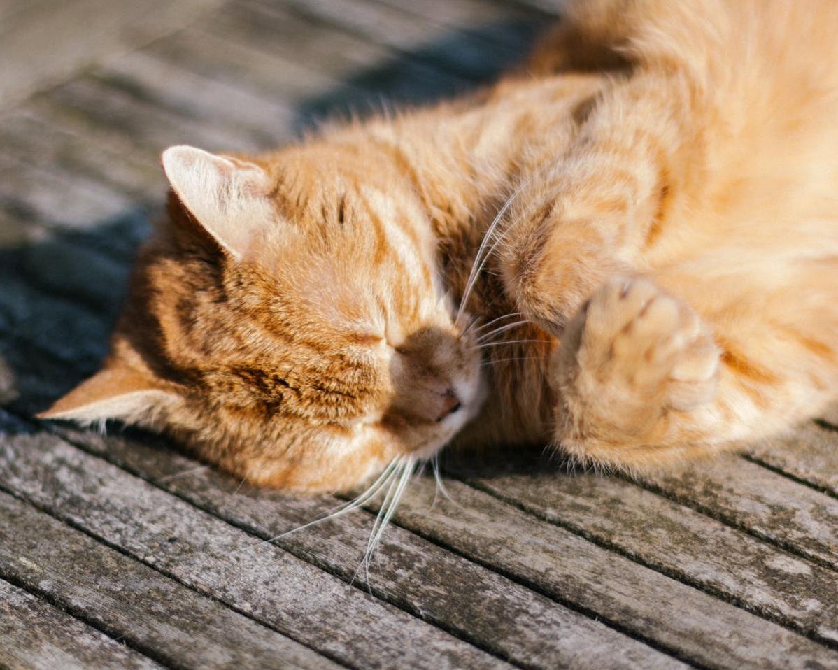Enjoying the Spring Sun