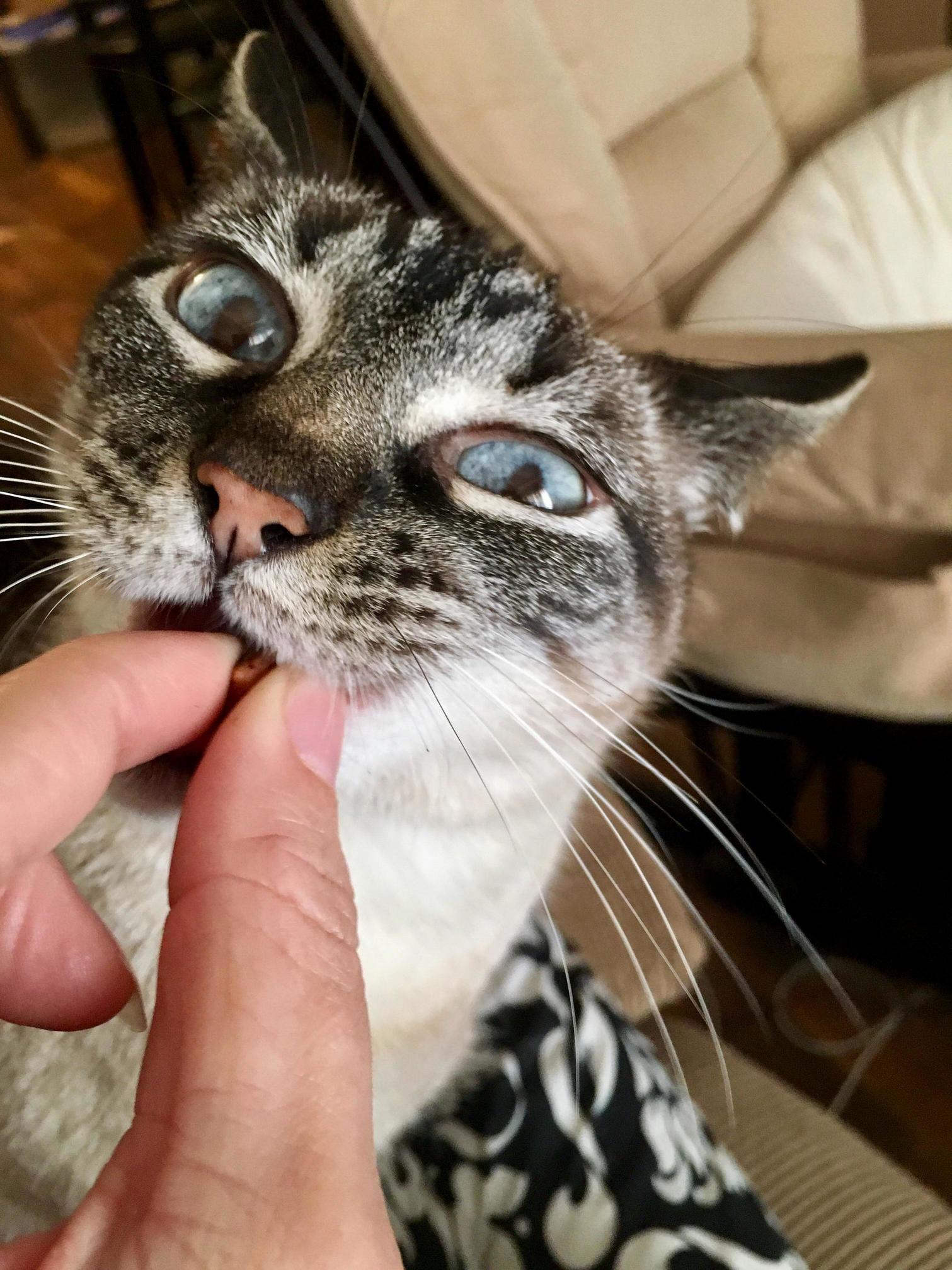 Ermahgerd Treat