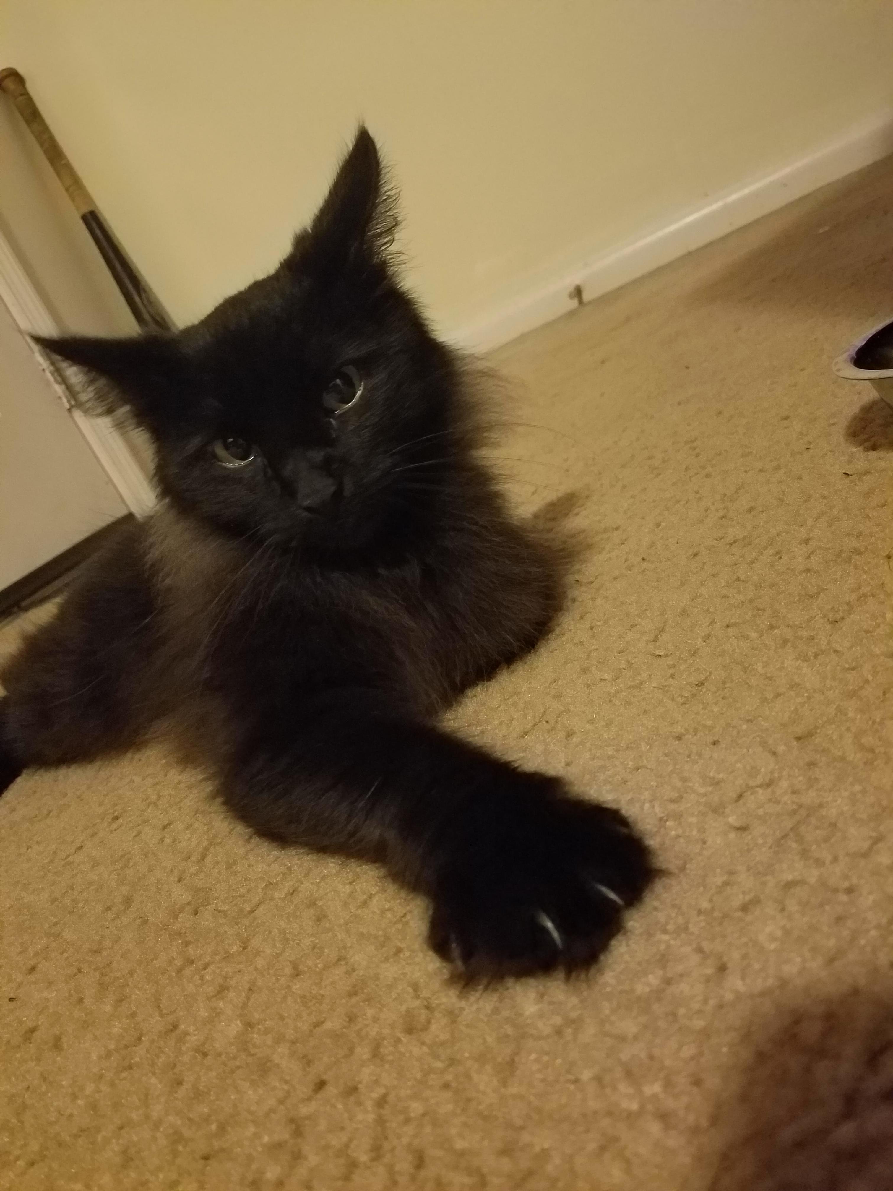 Everyone Meet My New Baby Vladimir
