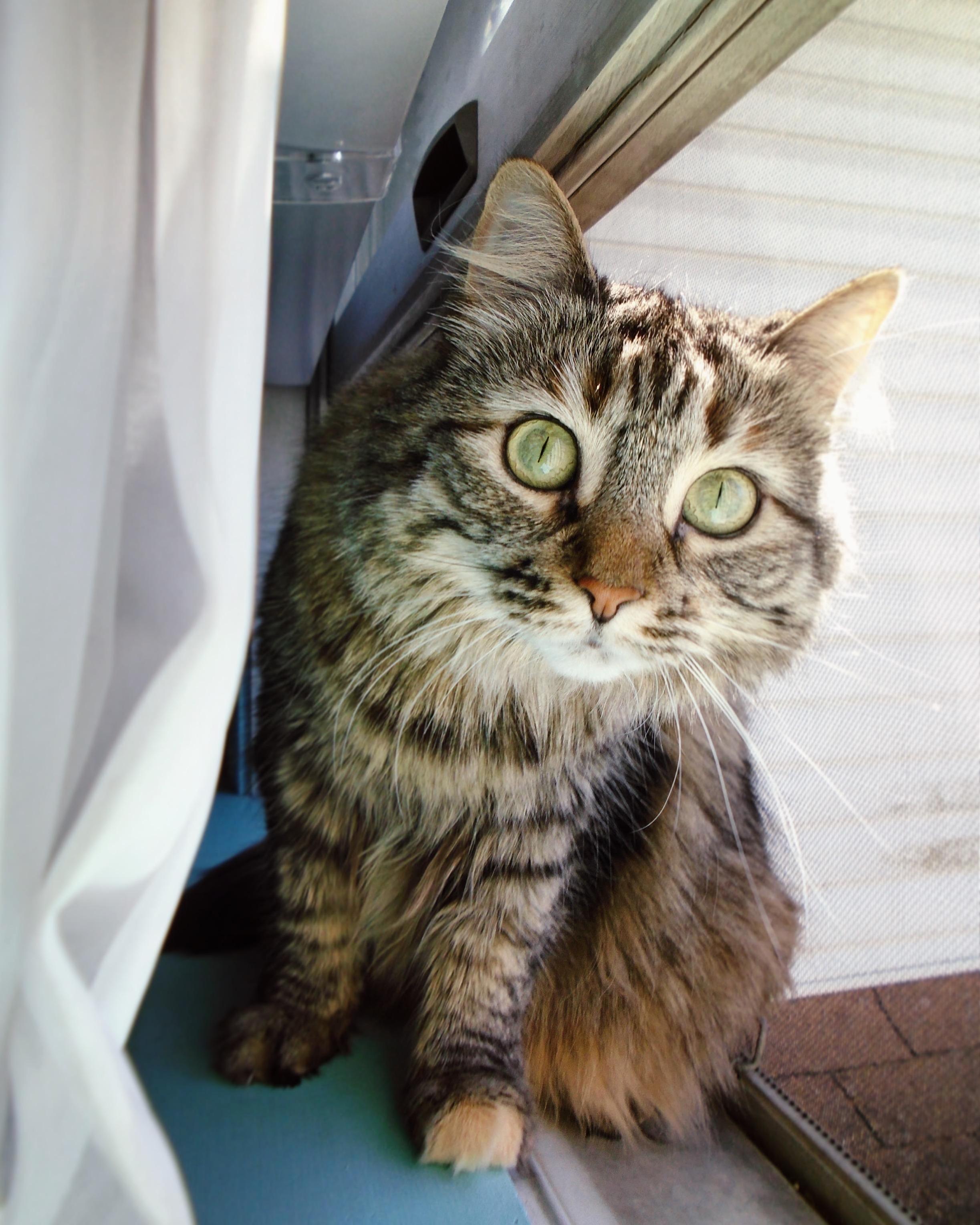 Excuse Me Miss Can You Please Put My Curtain Back