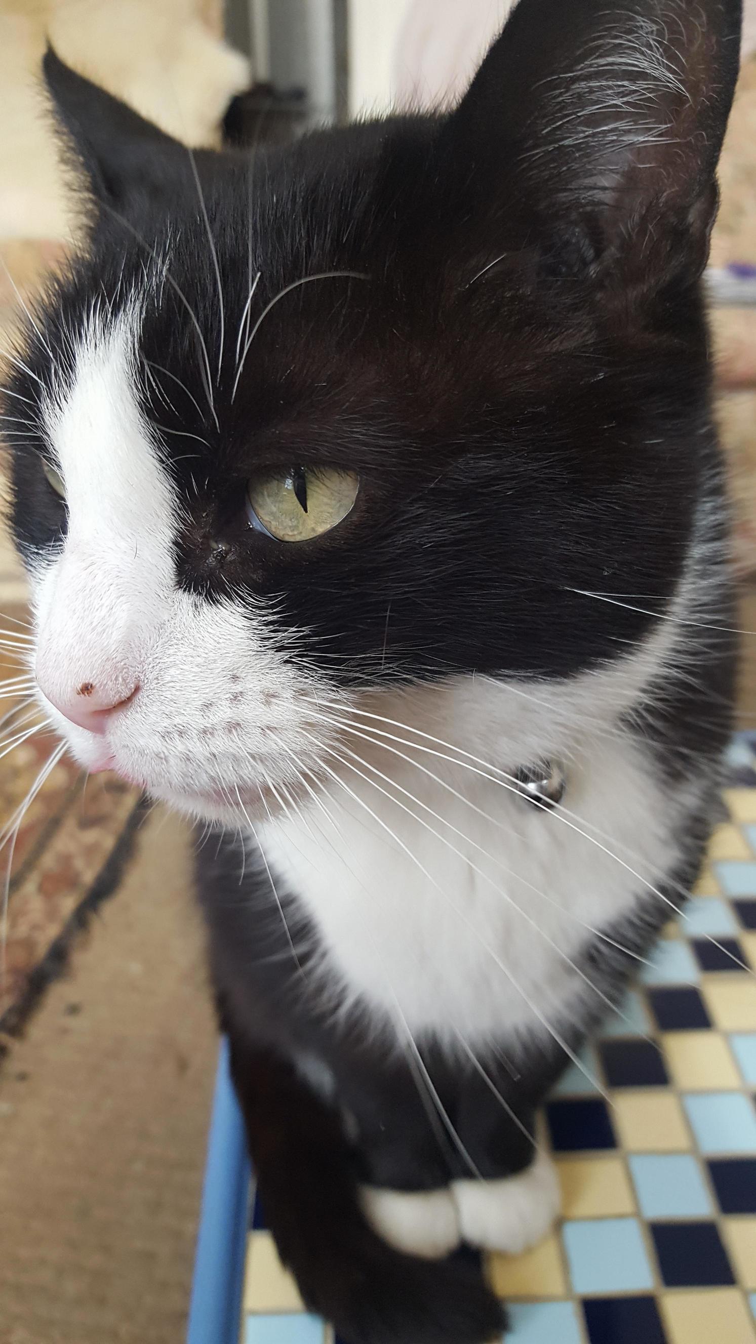 Failed Blep Attempt