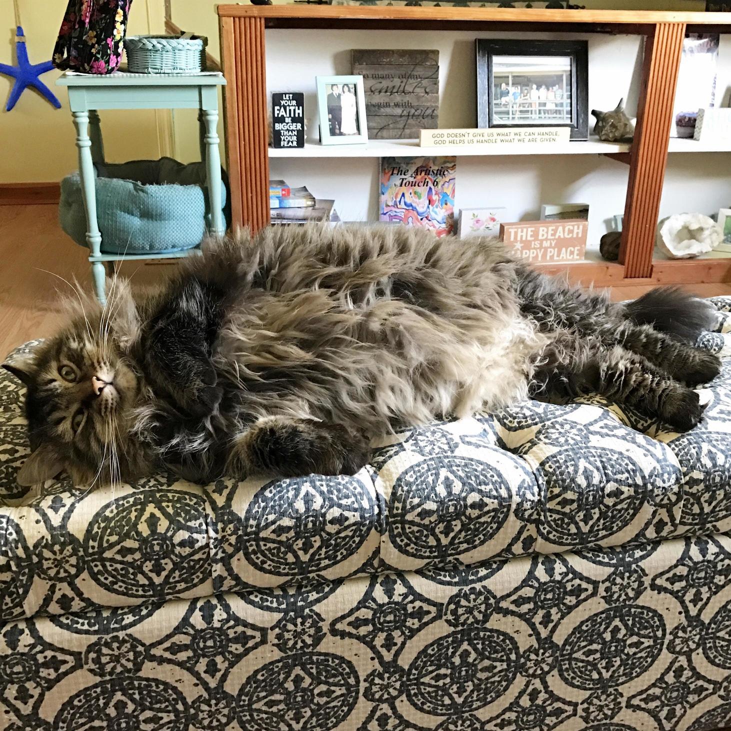Fat Mermaid Cat