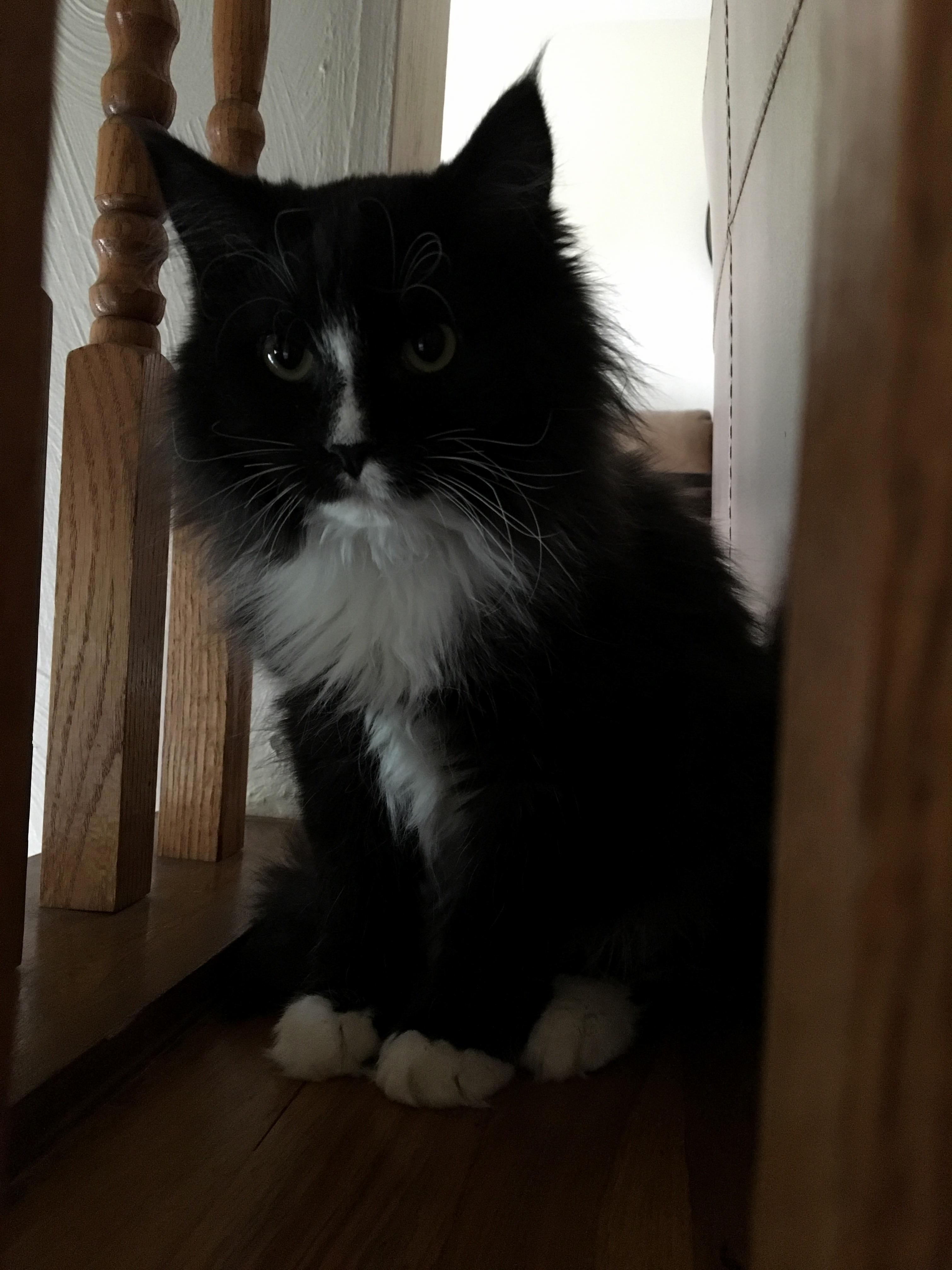 Finn Hanging Out in His Favorite Spot