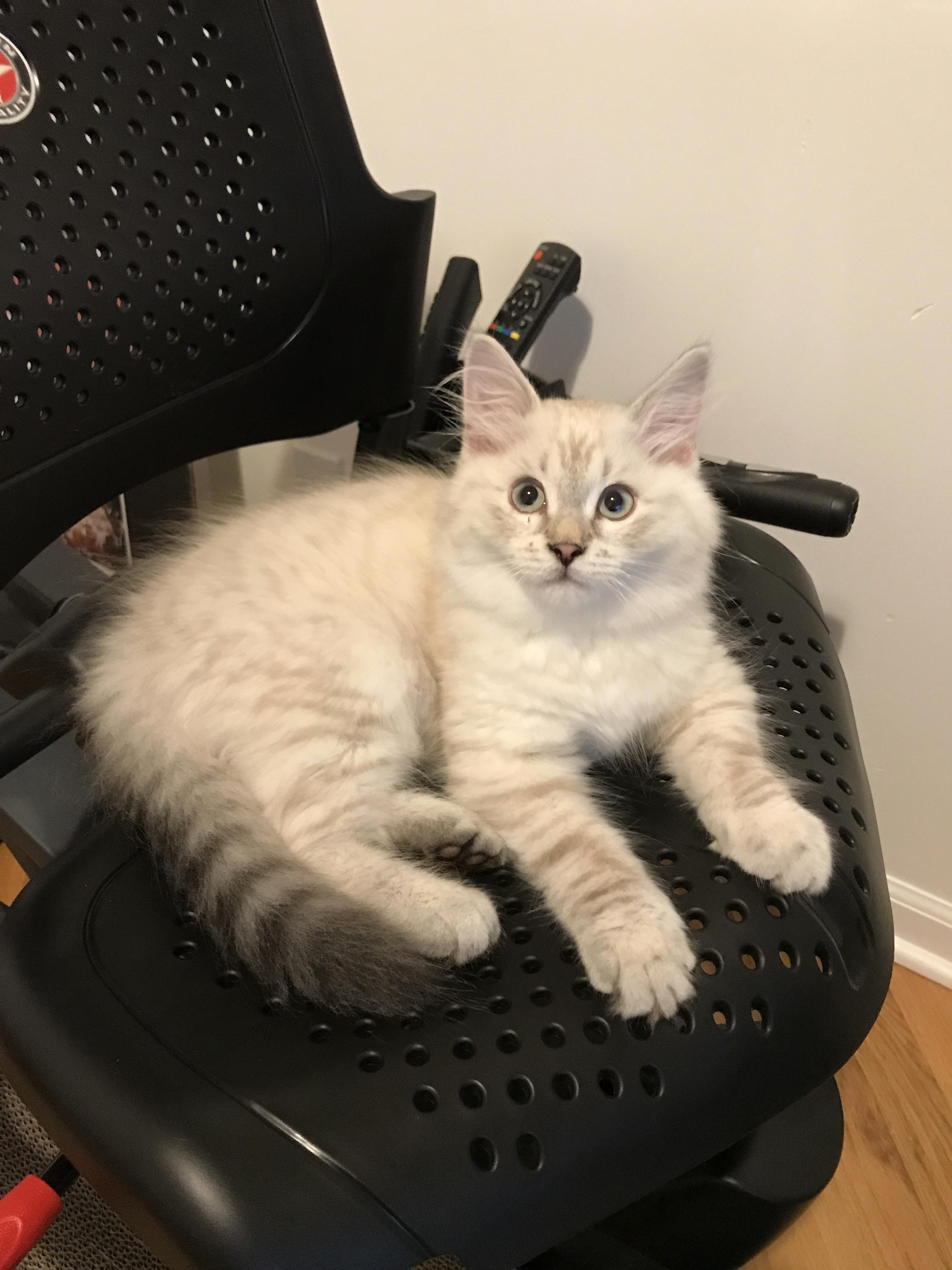 First Morning in His New Home. Meet Jasper
