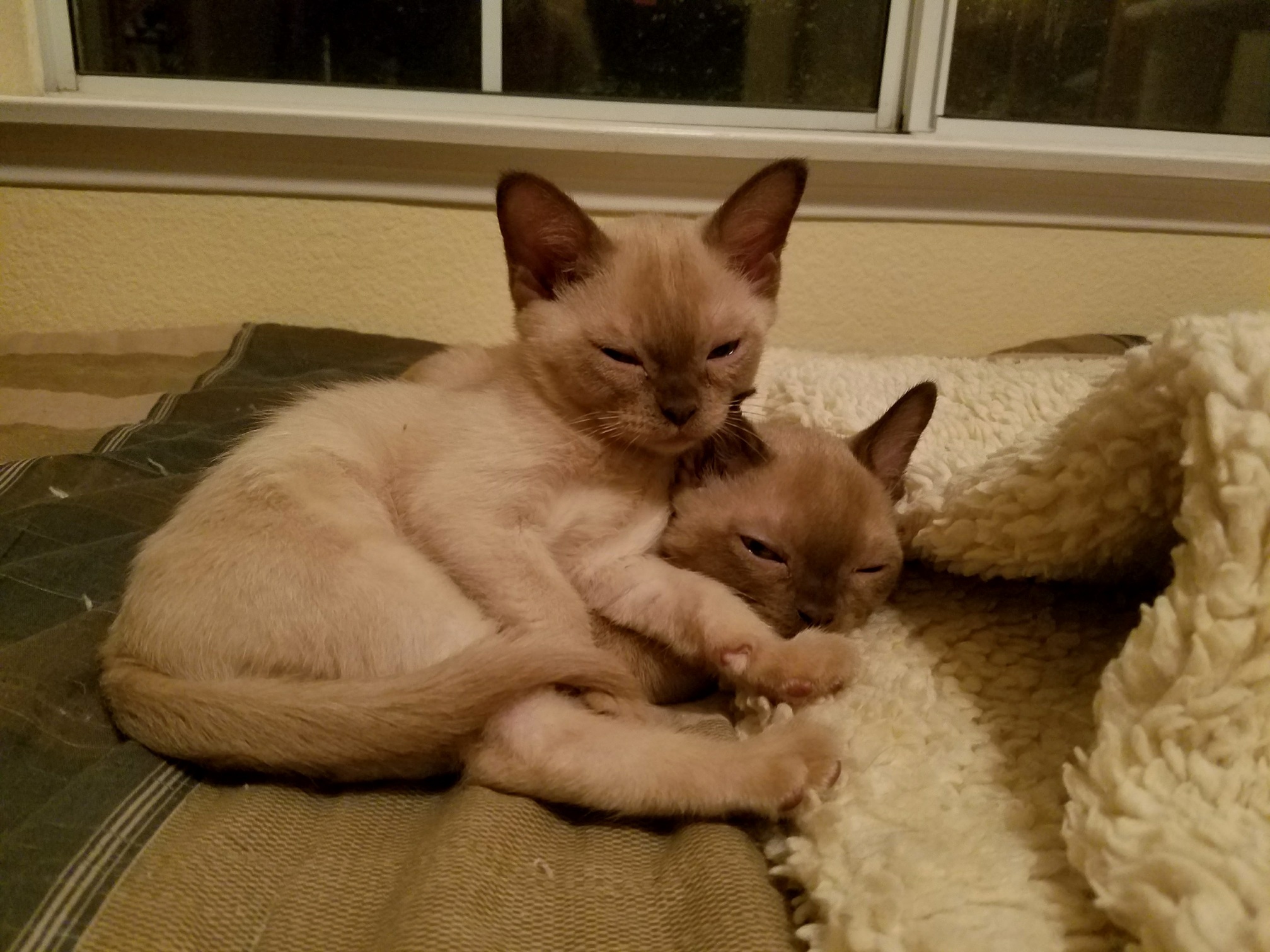 First Night at Home - Gizmo and Gadget