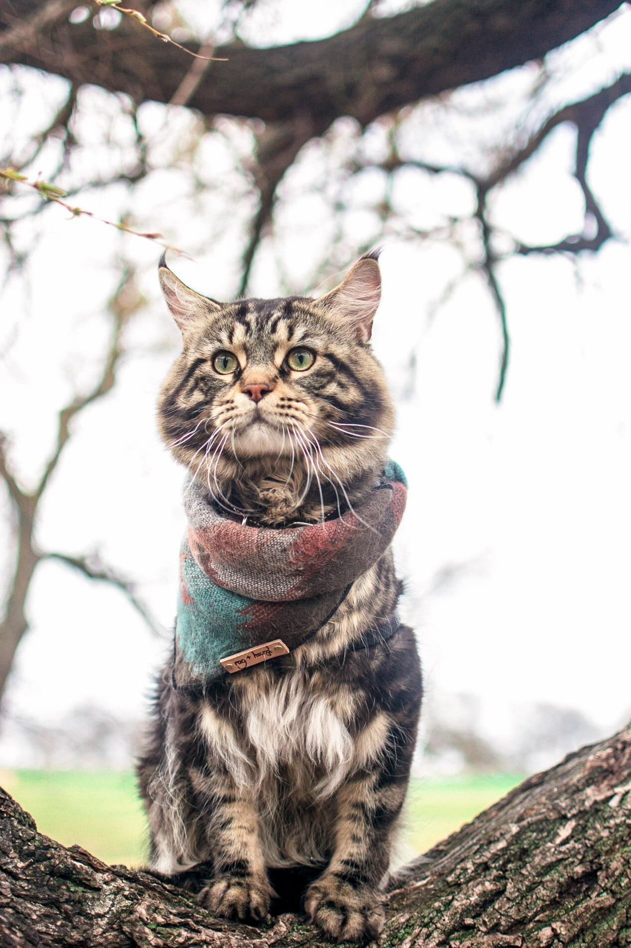 First-time Adventure Cat