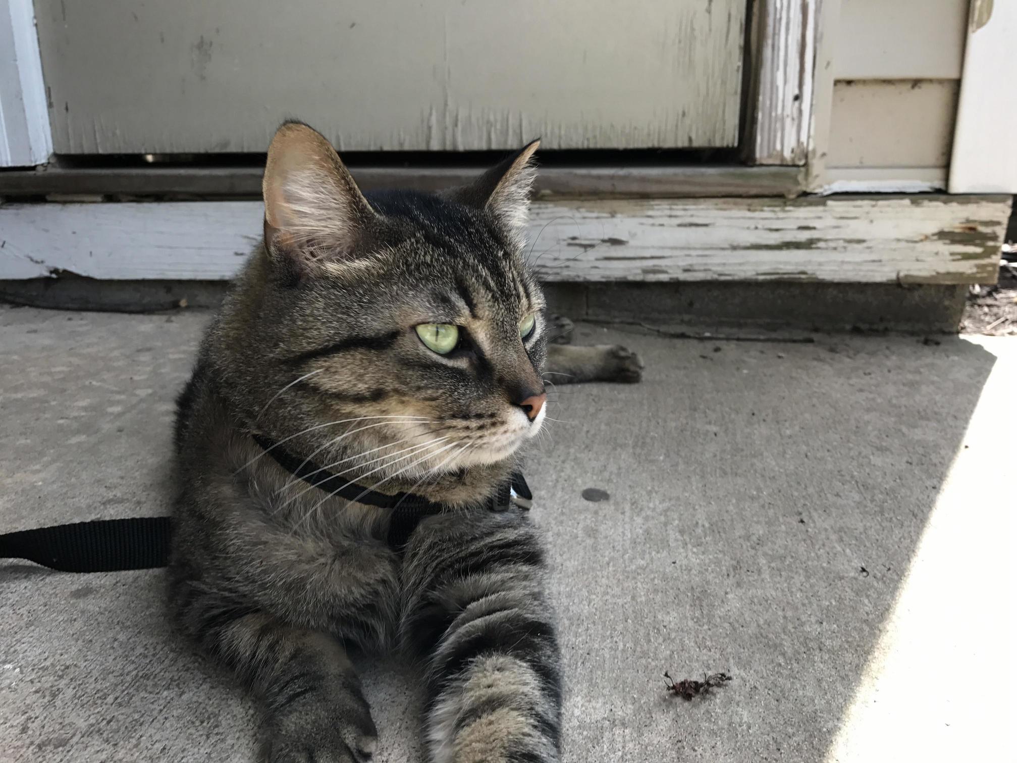 First Time Outside on a Leash.