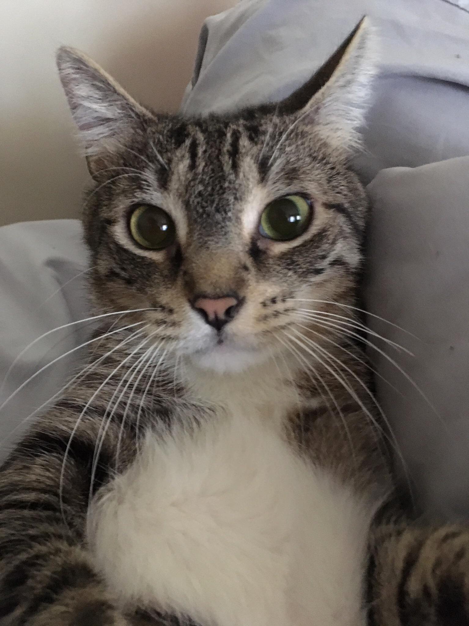First Time Posting. This Is My Sweet Boy. Hes Called Punichan