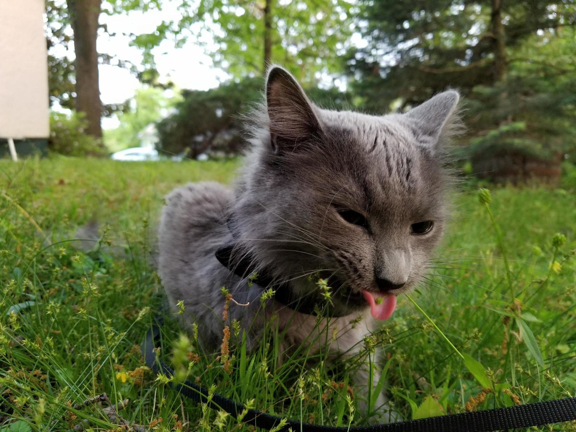 For His Birthday He Ate Grass and a Spider