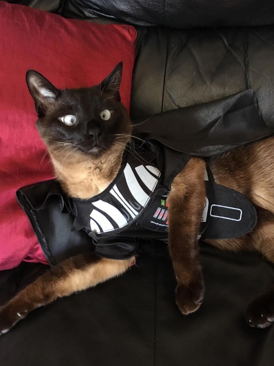 For Revenge of the the 5th ID Like You to Meet My Cross Eyed Siamese Cat Anakin Skywhisker.