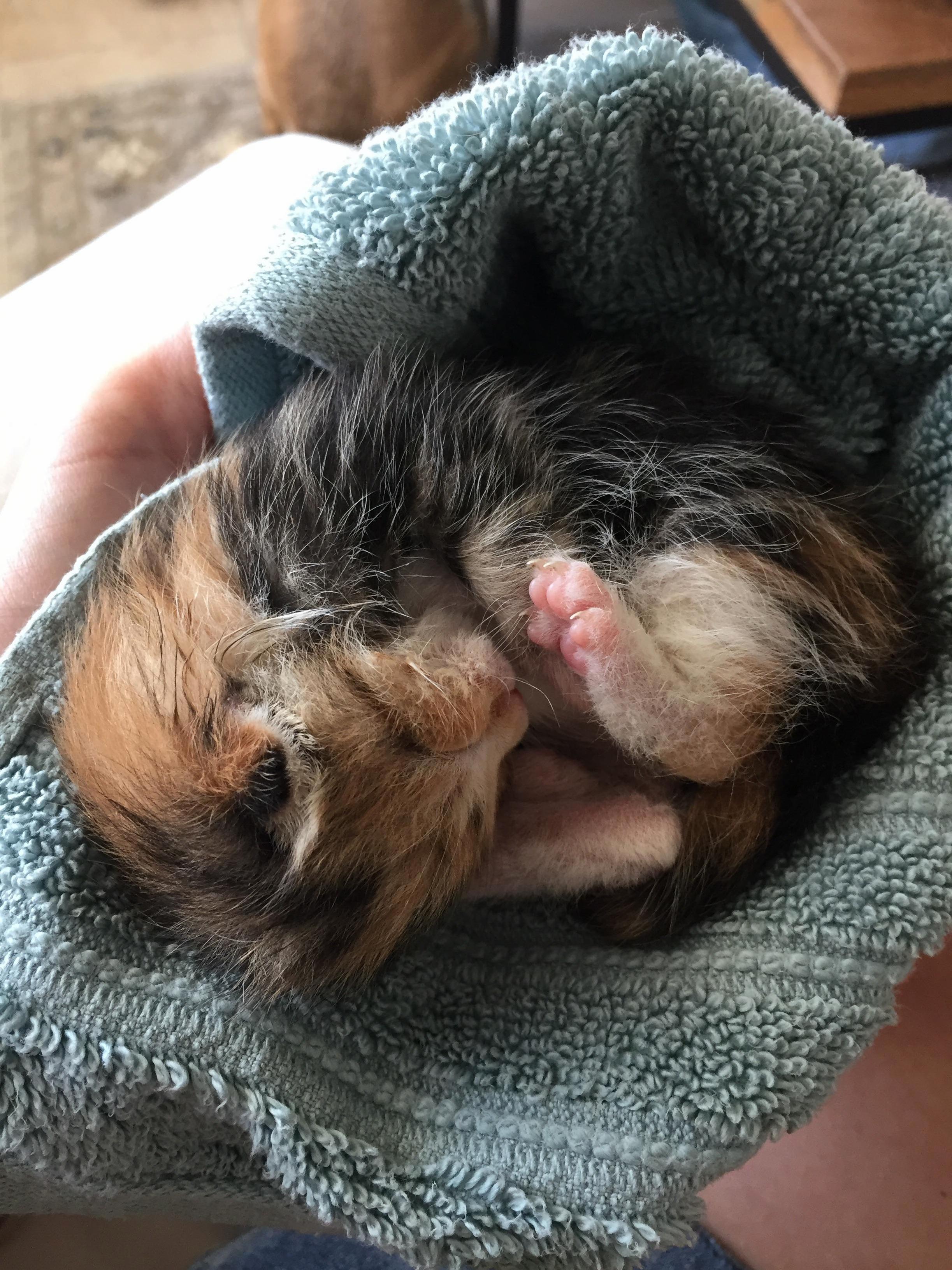 Fostering 5-day-old Kitties