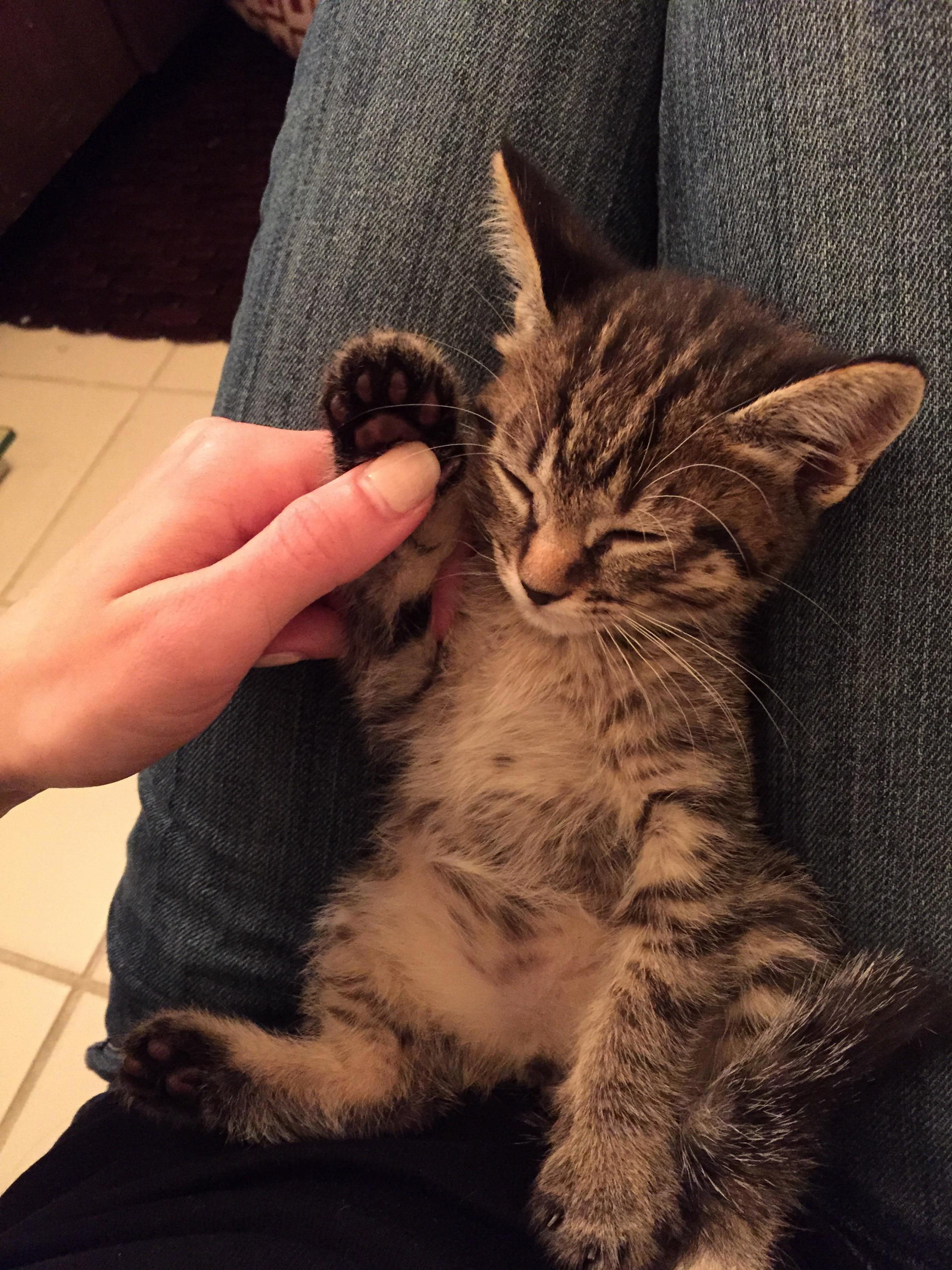 Fostering the Most Zen Little Floof